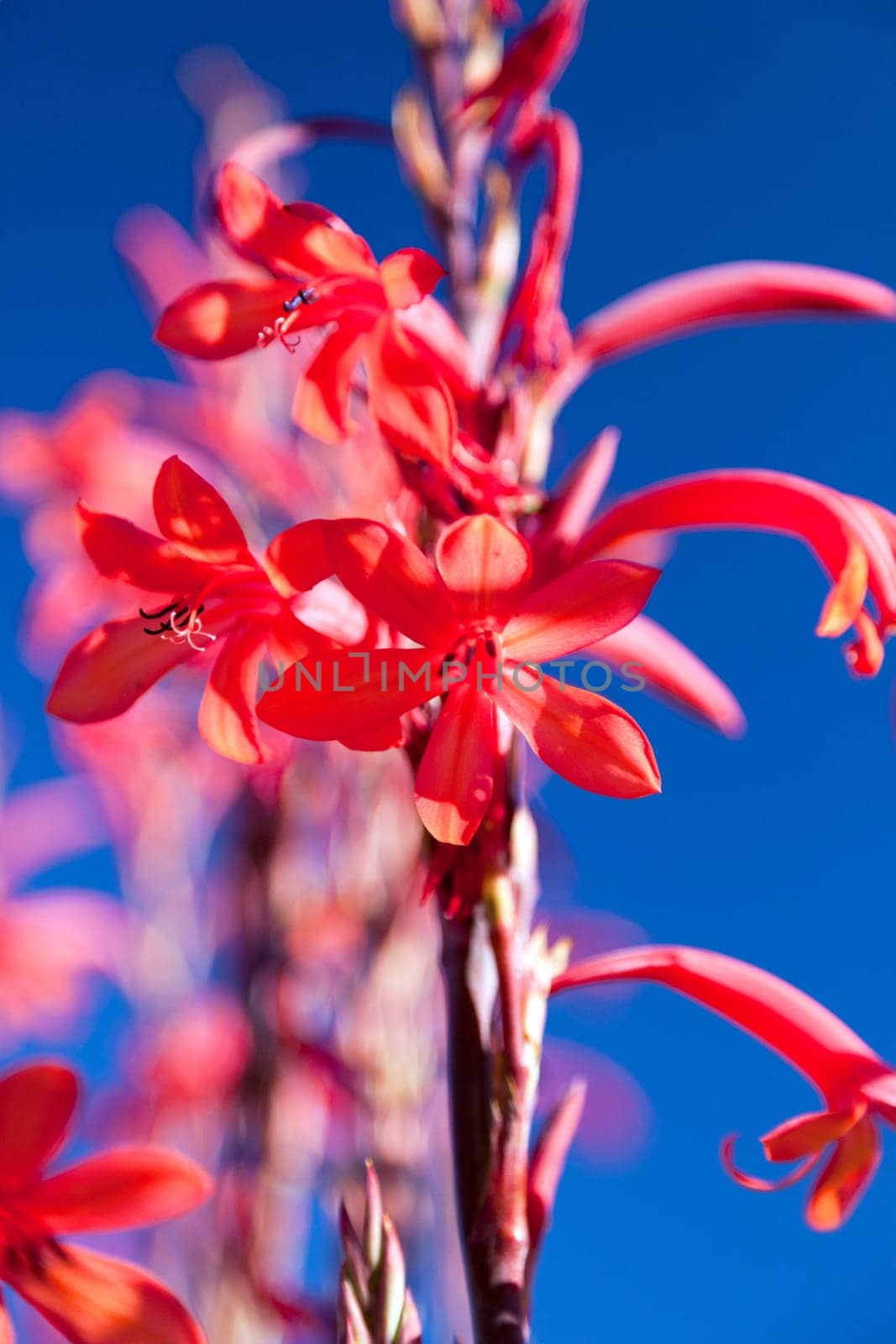 Tropical red flower against a blue sky - close-up