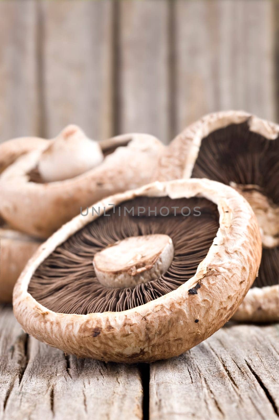 Healthy fresh mushrooms with very shallow depth of field