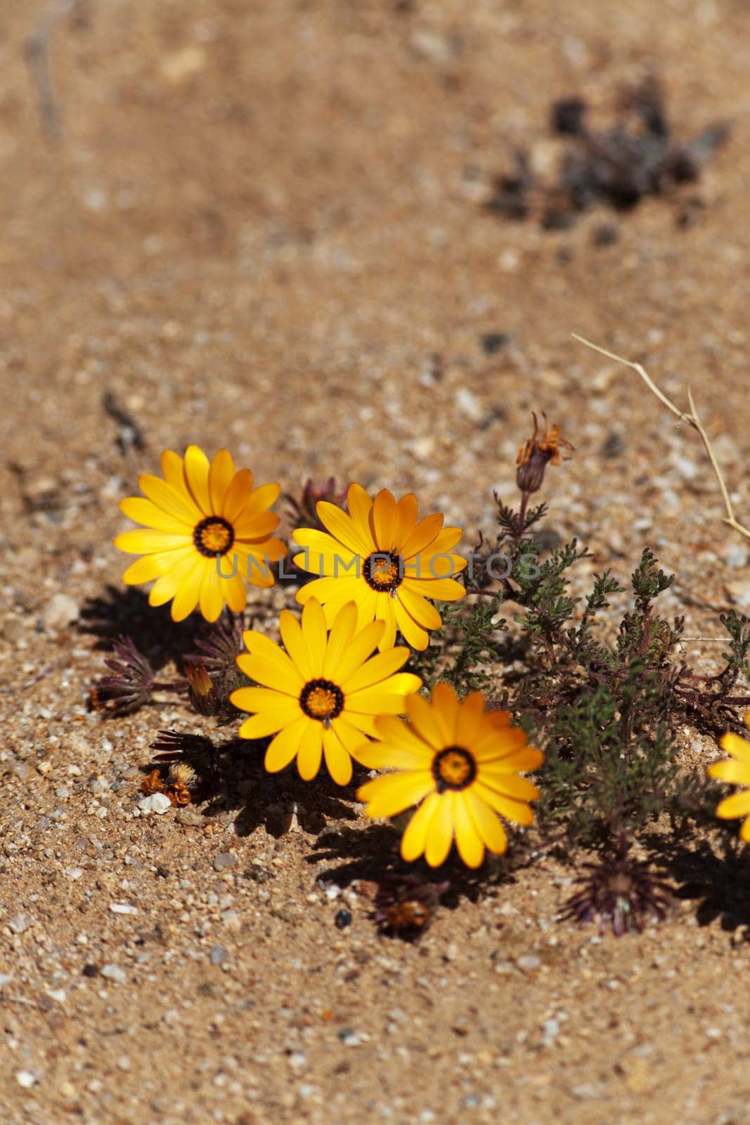 yellow desert plant in South Africa - close up