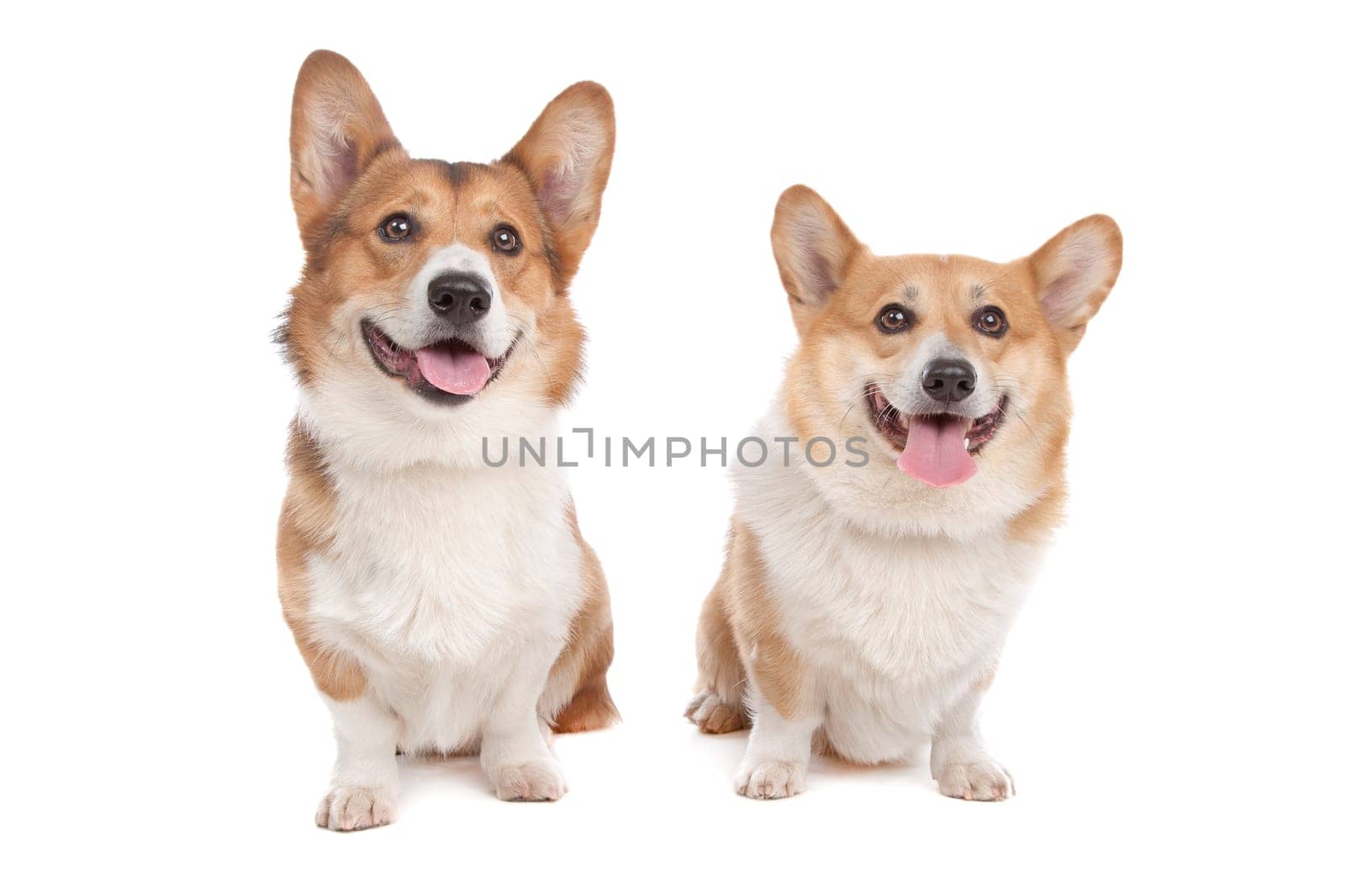 Pembroke Welsh Corgi in front of a white background