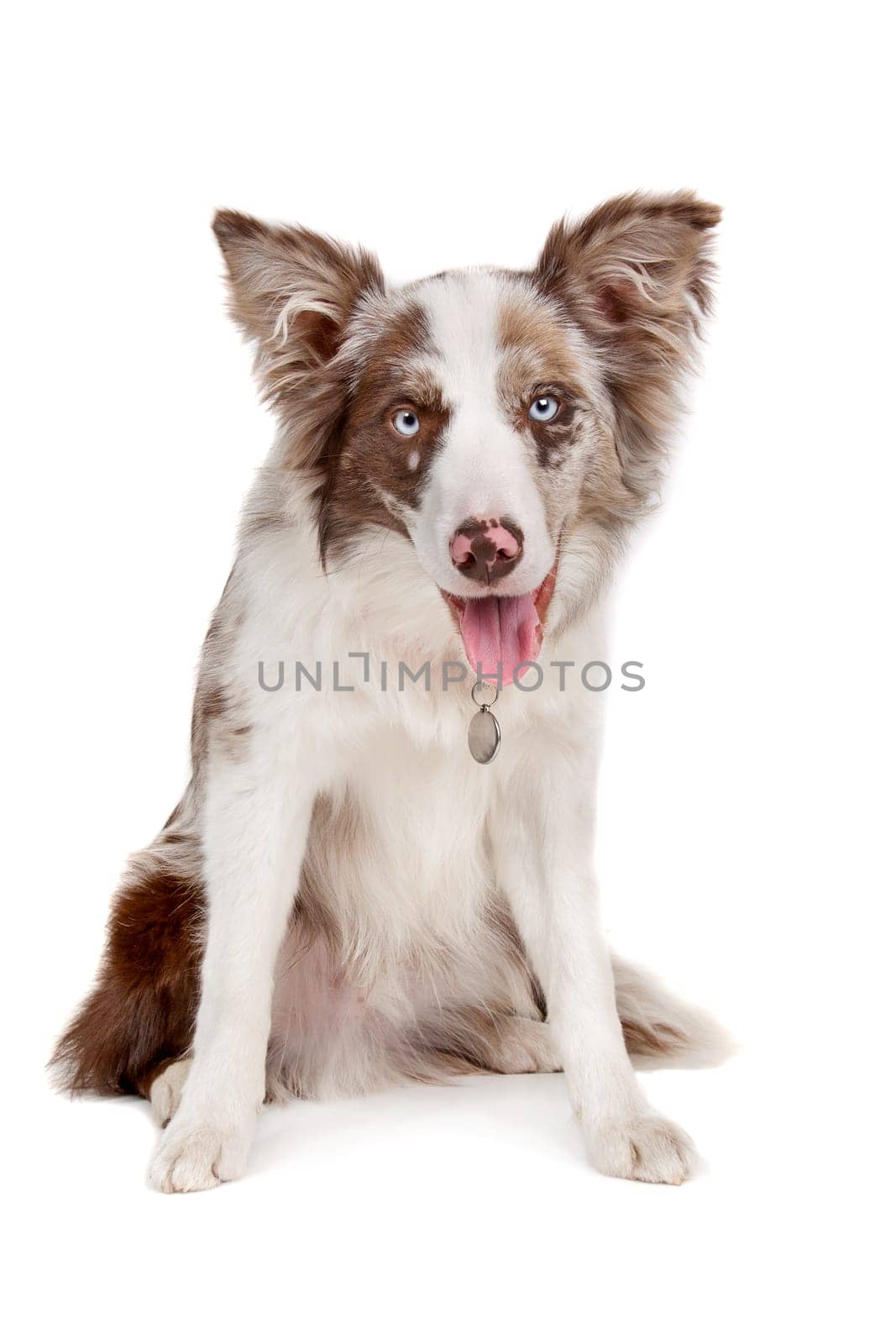 Border collie sheepdog in front of a white background