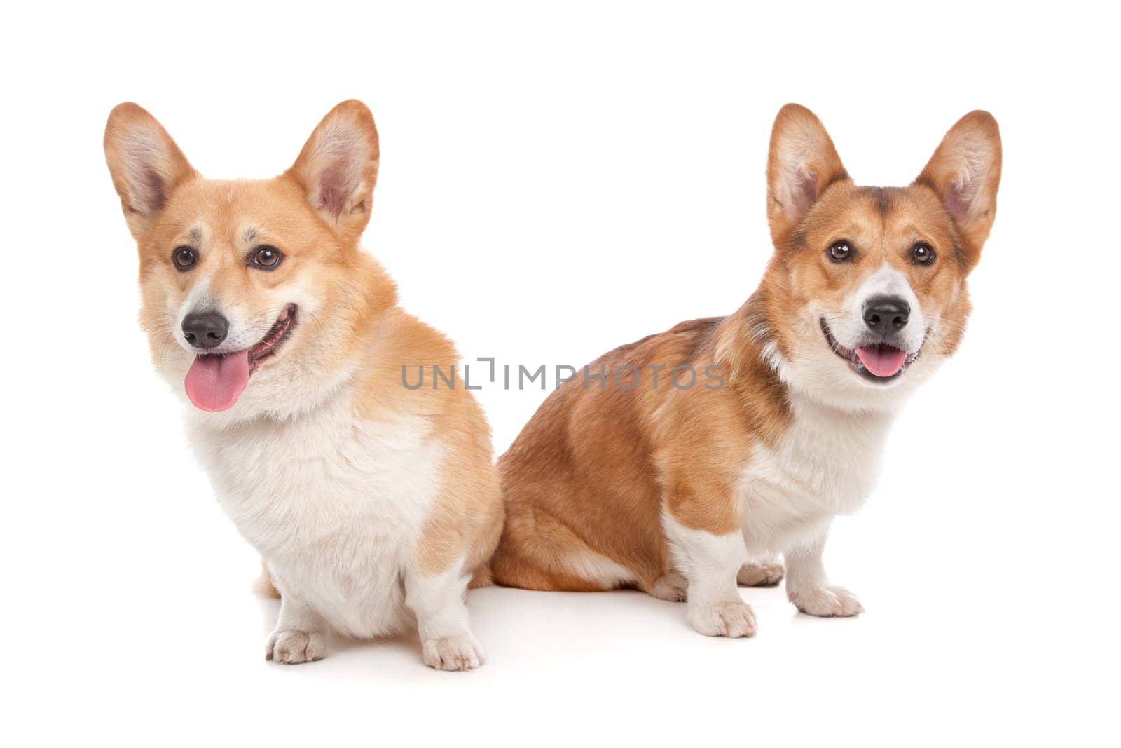 Pembroke Welsh Corgi in front of a white background