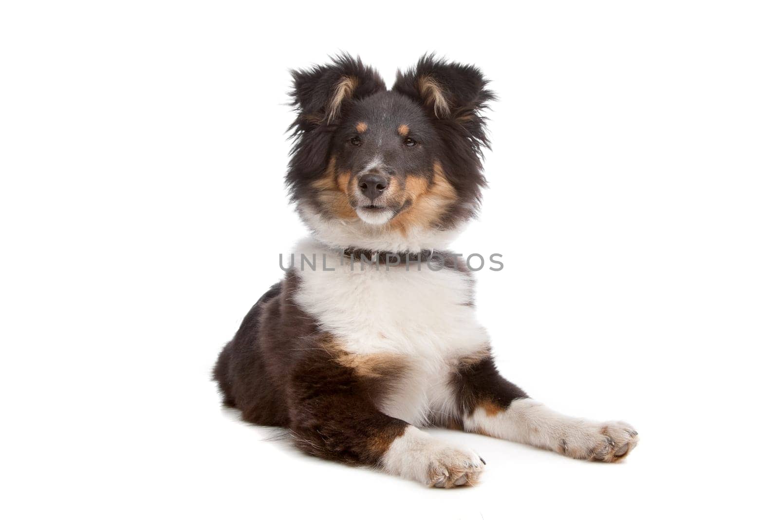 shetland sheepdog in front of a white background
