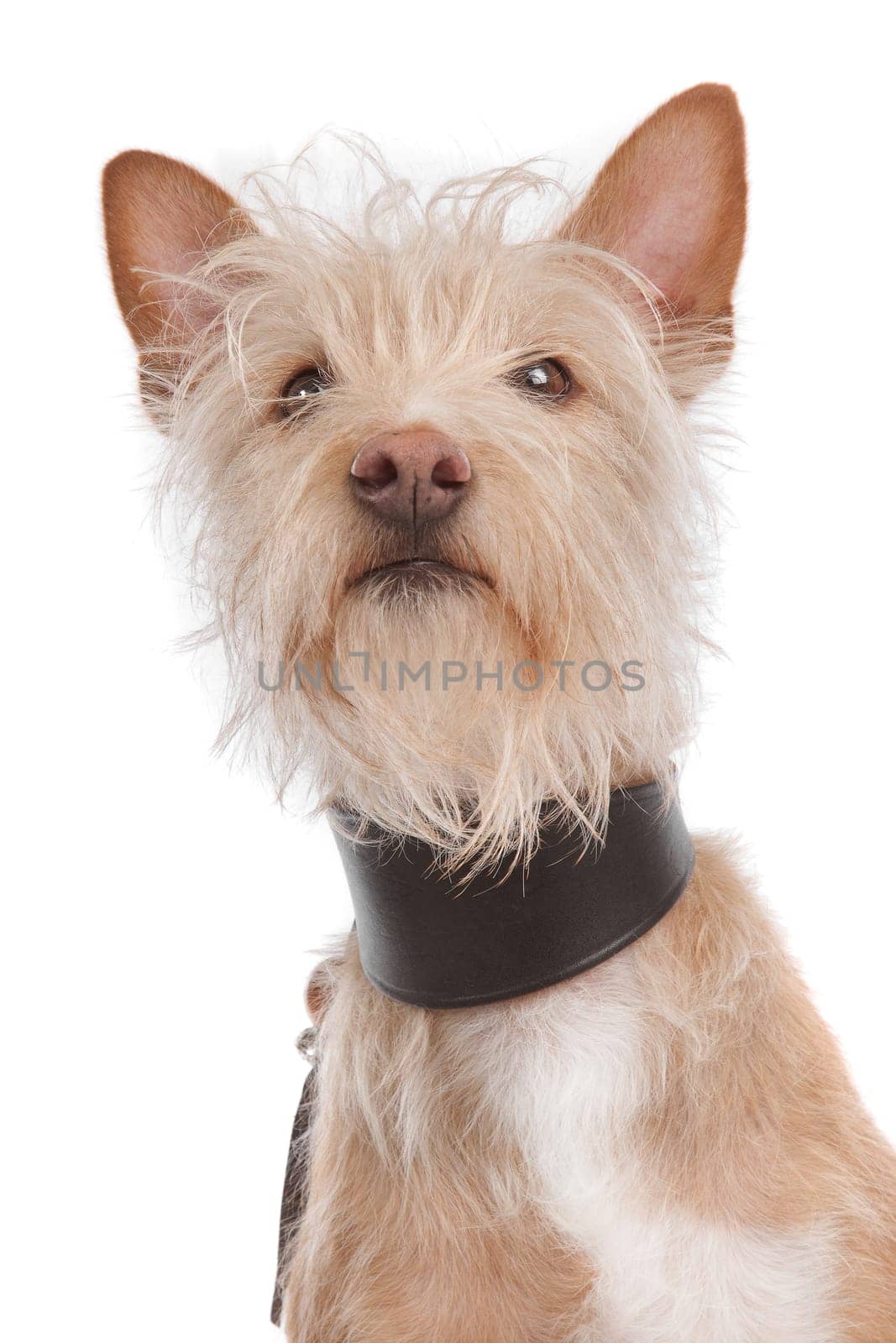 Podengo Portugues medio or Portuguese Hound in front of a white background