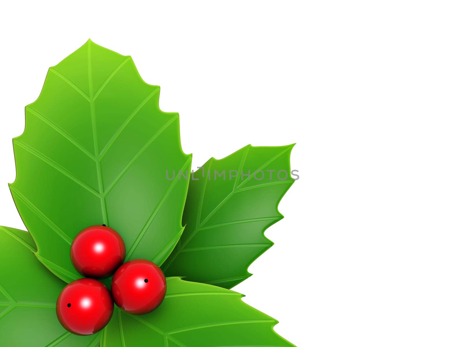 holly leaves and red berry isolated on white background