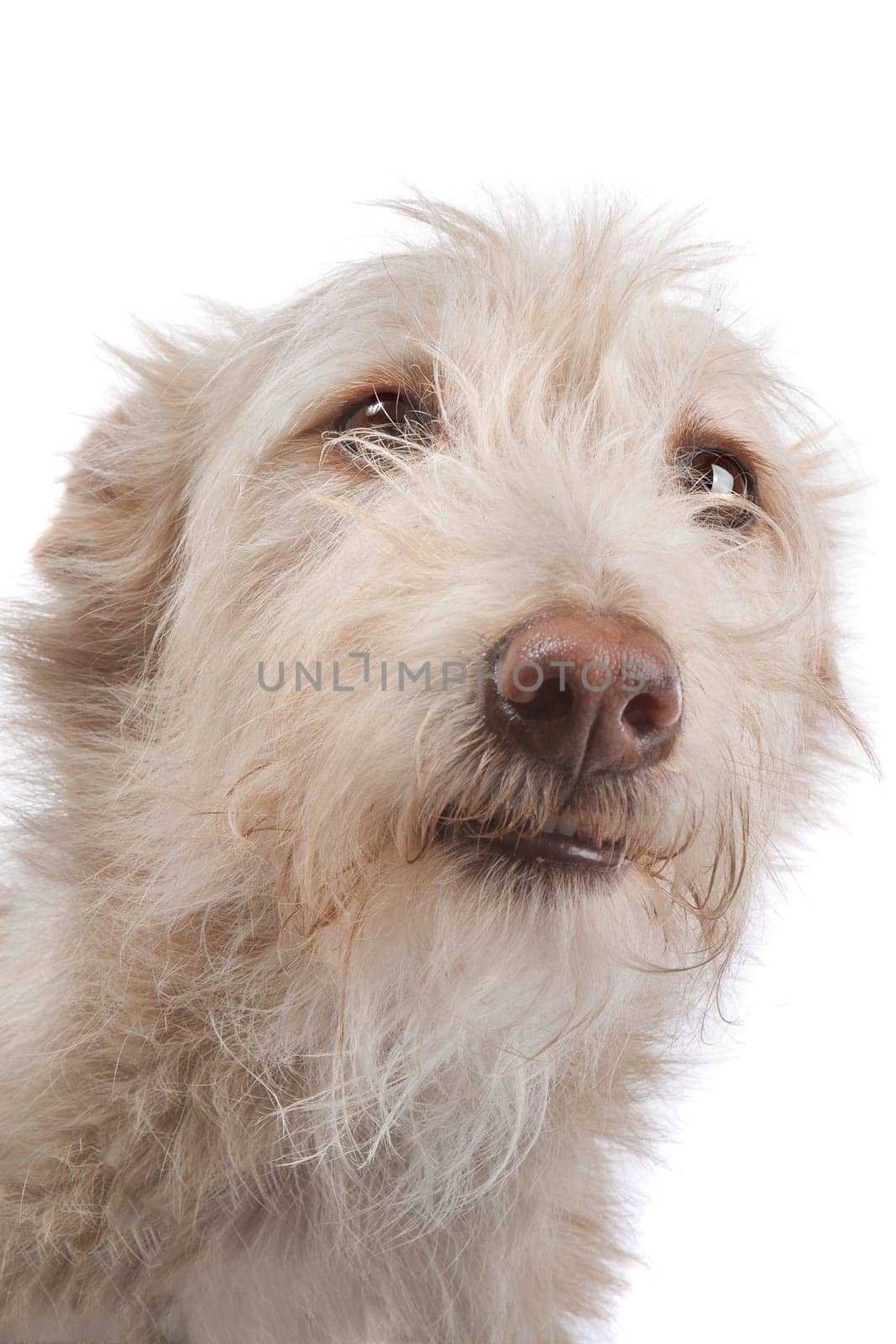 Podengo Portugues medio or Portuguese Hound in front of a white background
