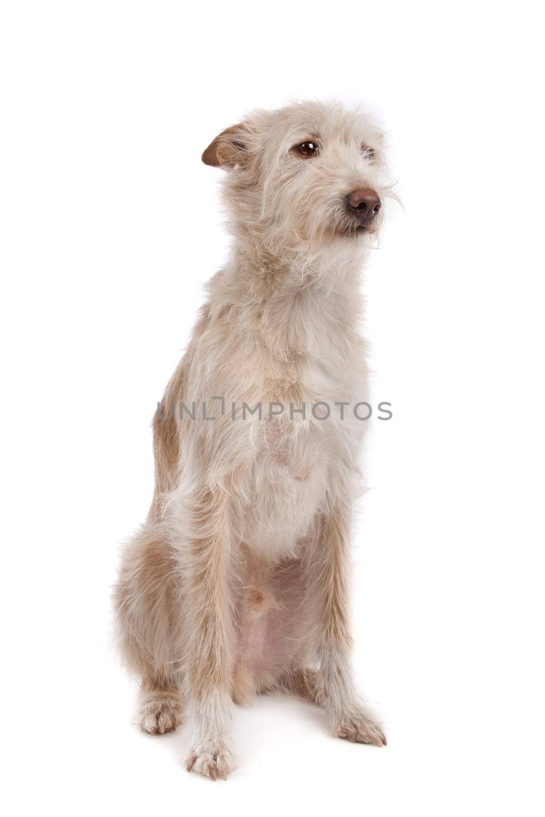 Podengo Portugues medio or Portuguese Hound in front of a white background