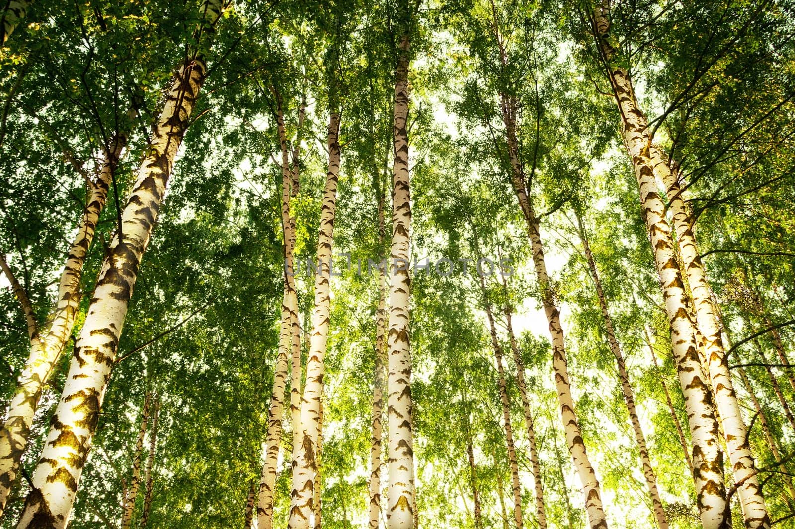 birch forest in sunlight in the morning