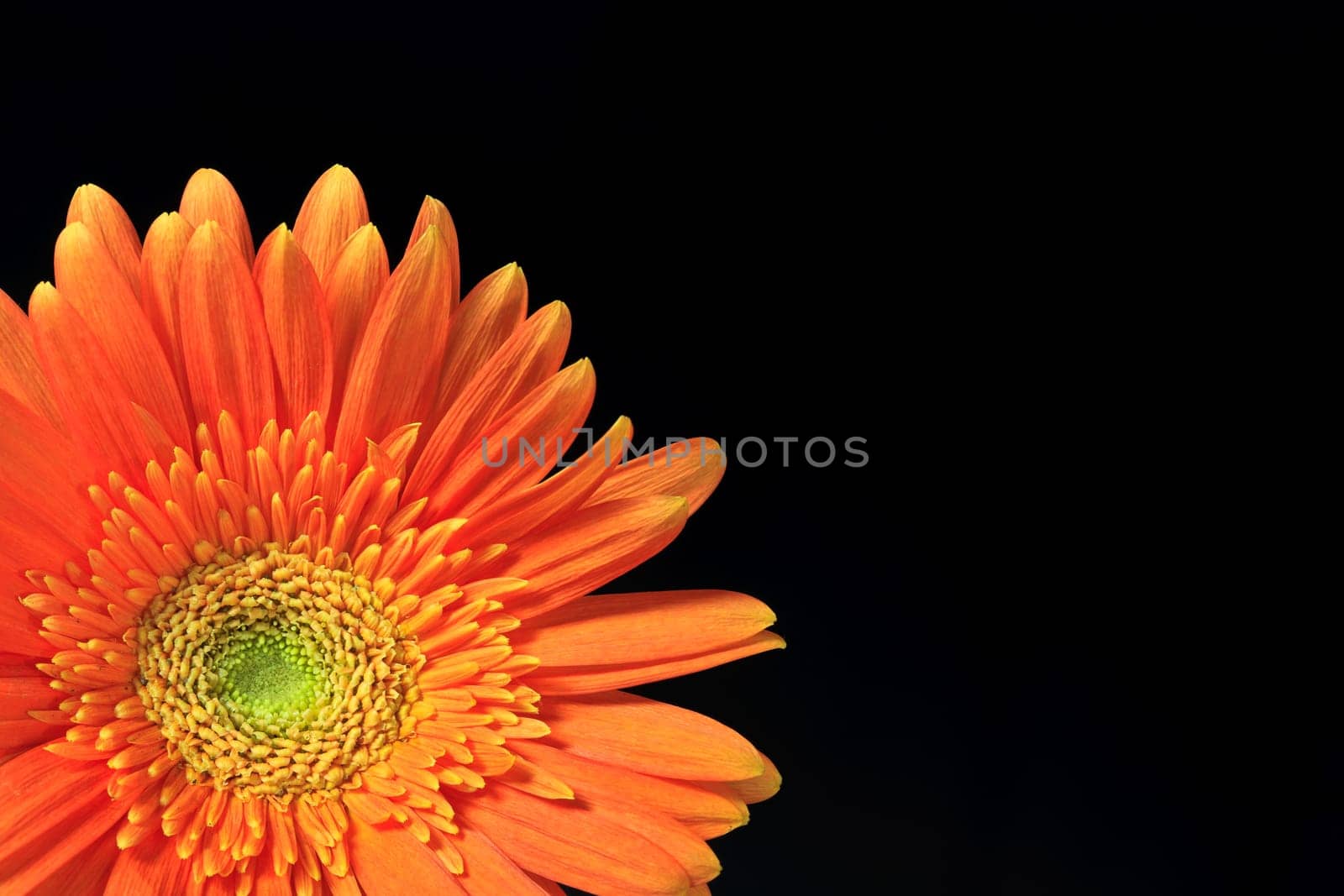 orange gerbera daisy on a black background
