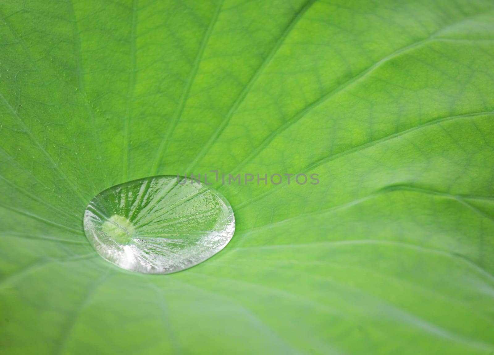 Drop water on Lotus leaf