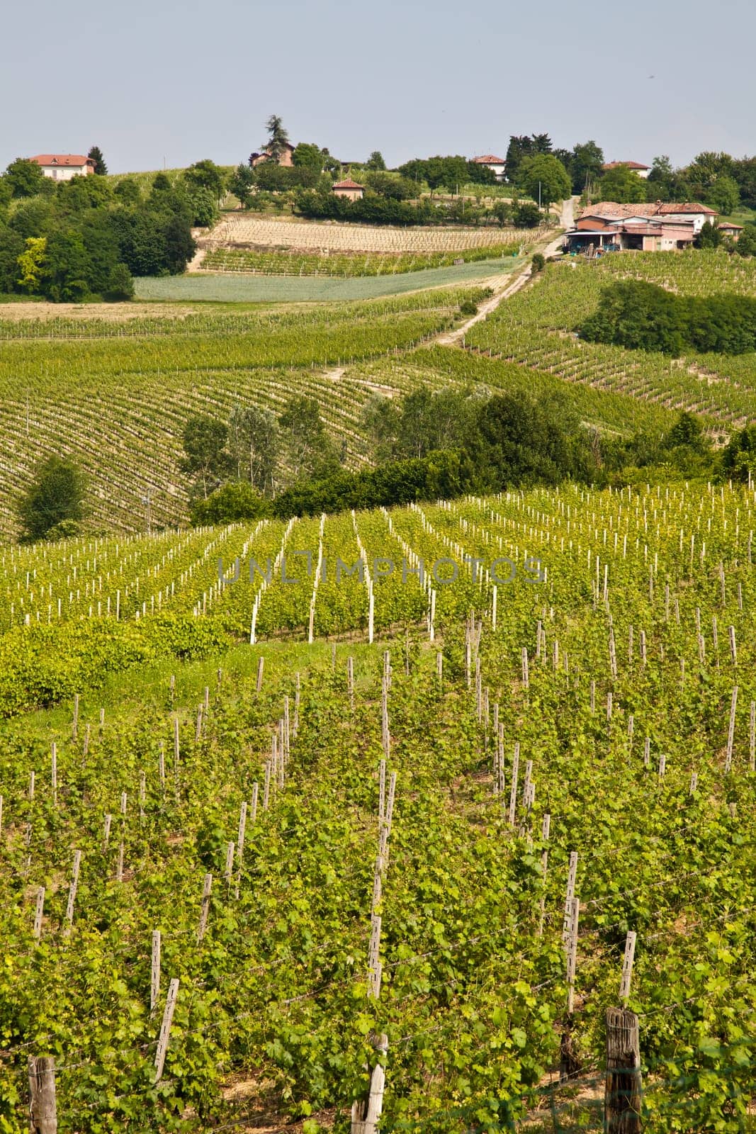 Barbera vineyard during spring season, Monferrato area, Piedmont region, Italy