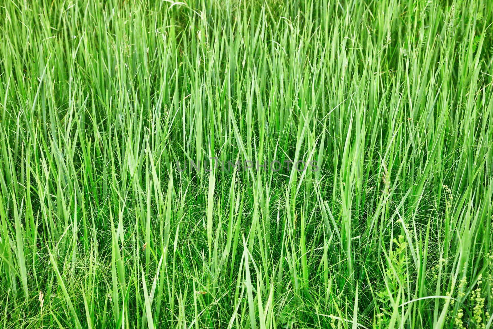 Green tall grass - the natural summer background