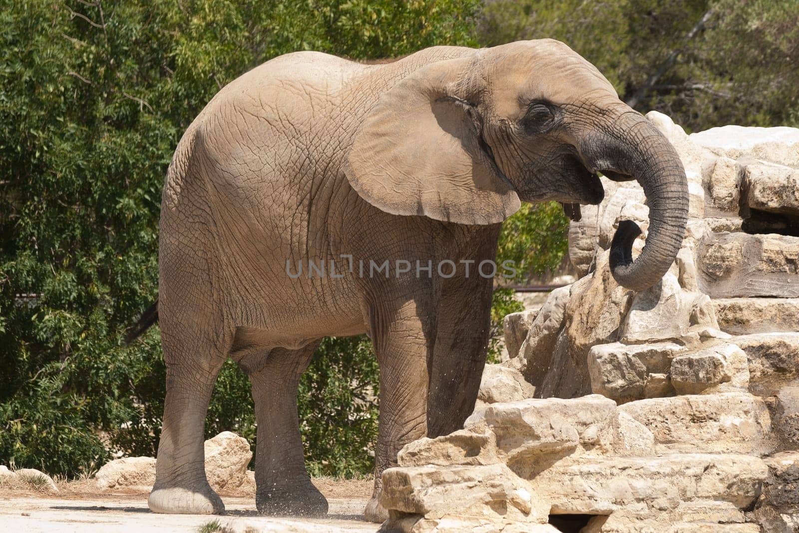 Elephantidae is a elephant big mammal africa