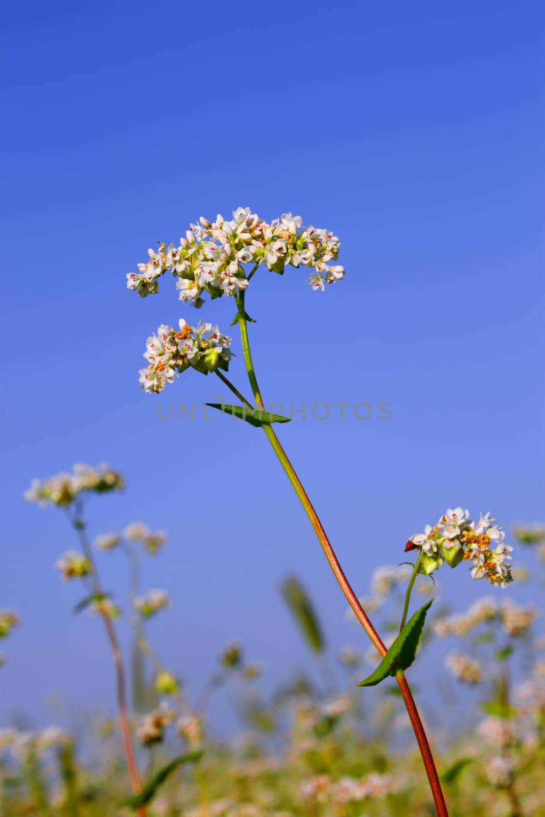Buckwheat inflorescence on the background of buckwheat fields and blue sky