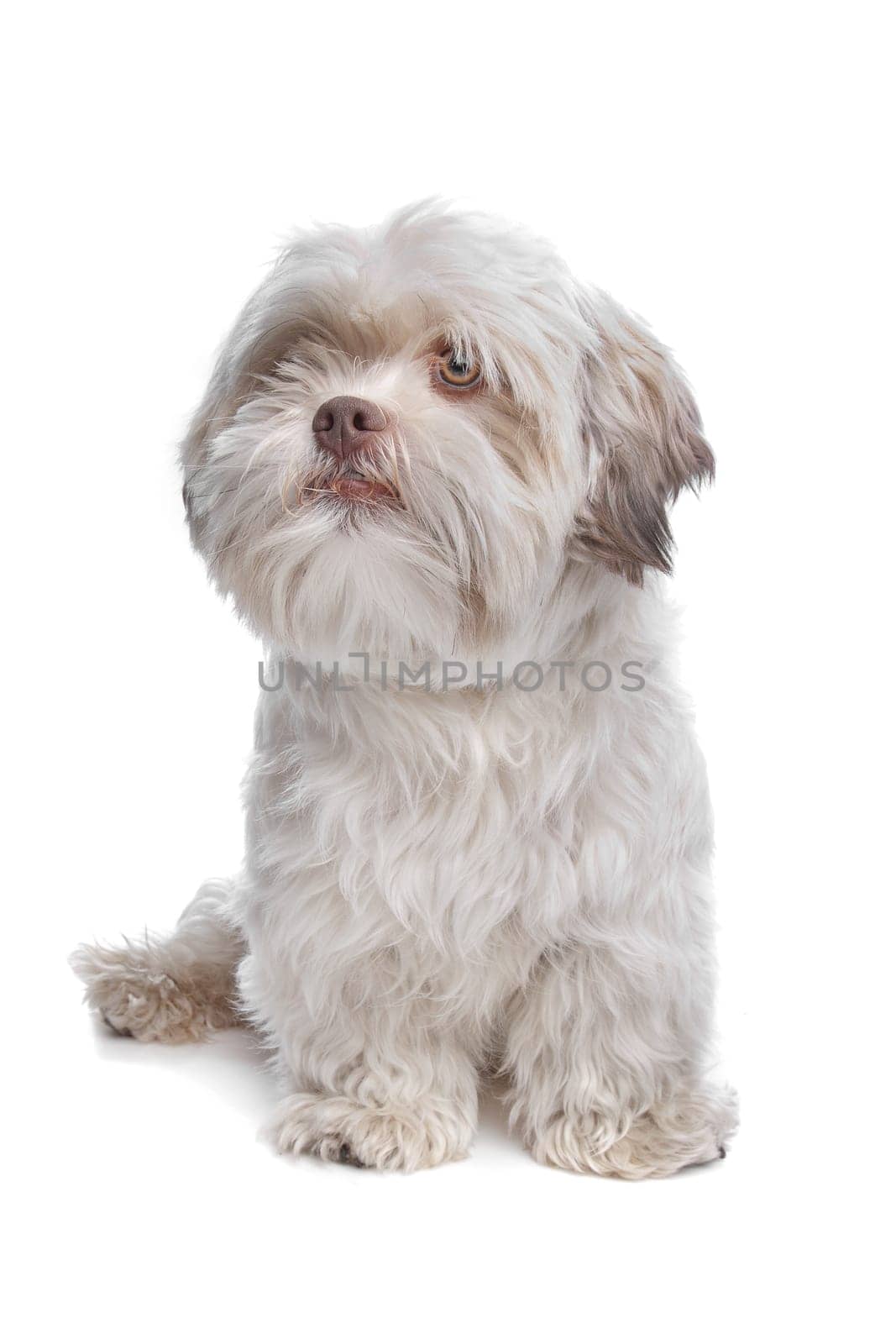 mixed breed dog in front of a white background