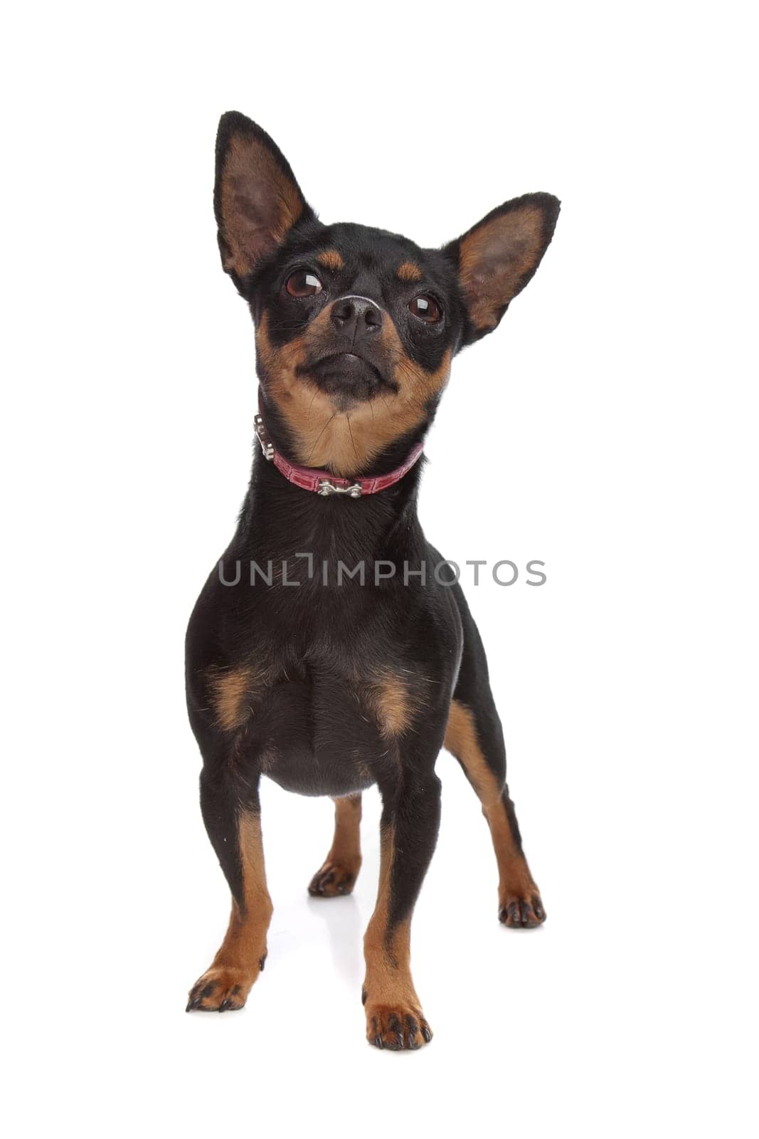 Miniature Pinscher in front of a white background