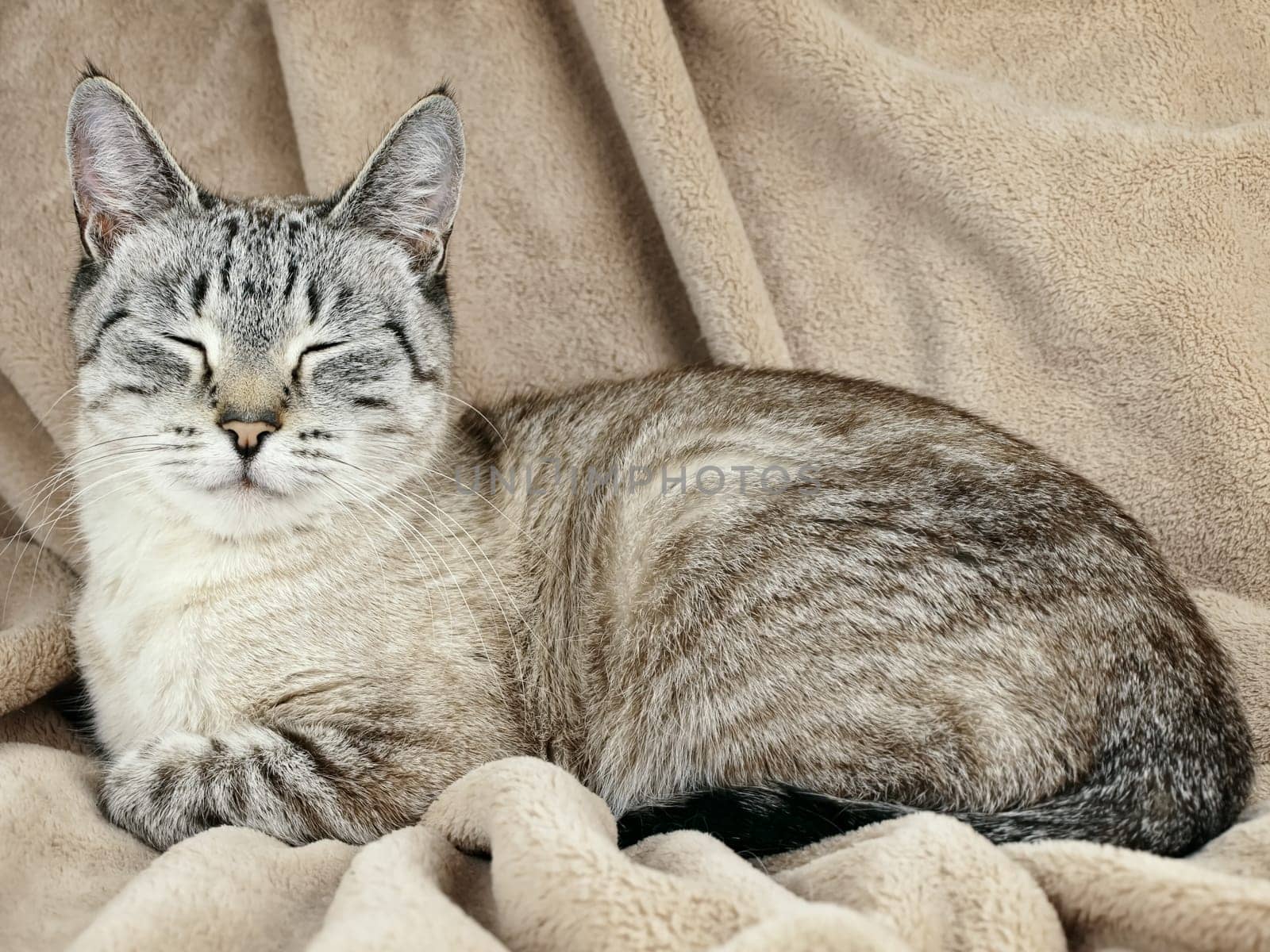 Cat with blue eyes over the beige