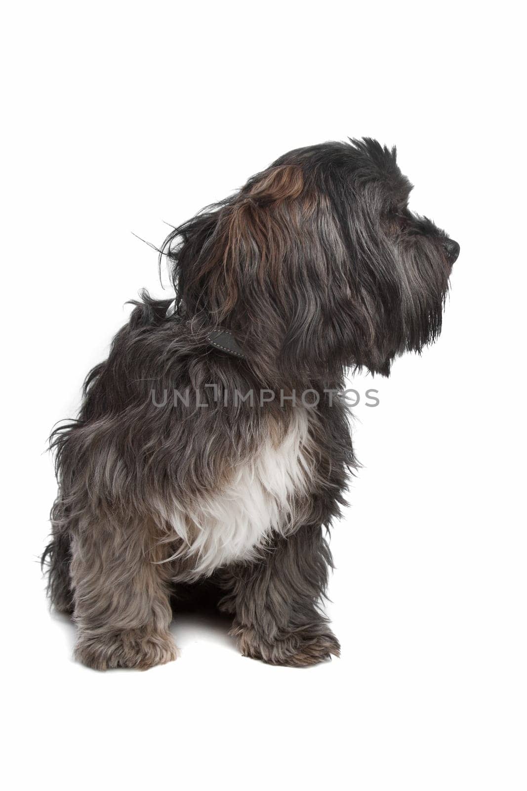 mixed breed dog in front of a white background