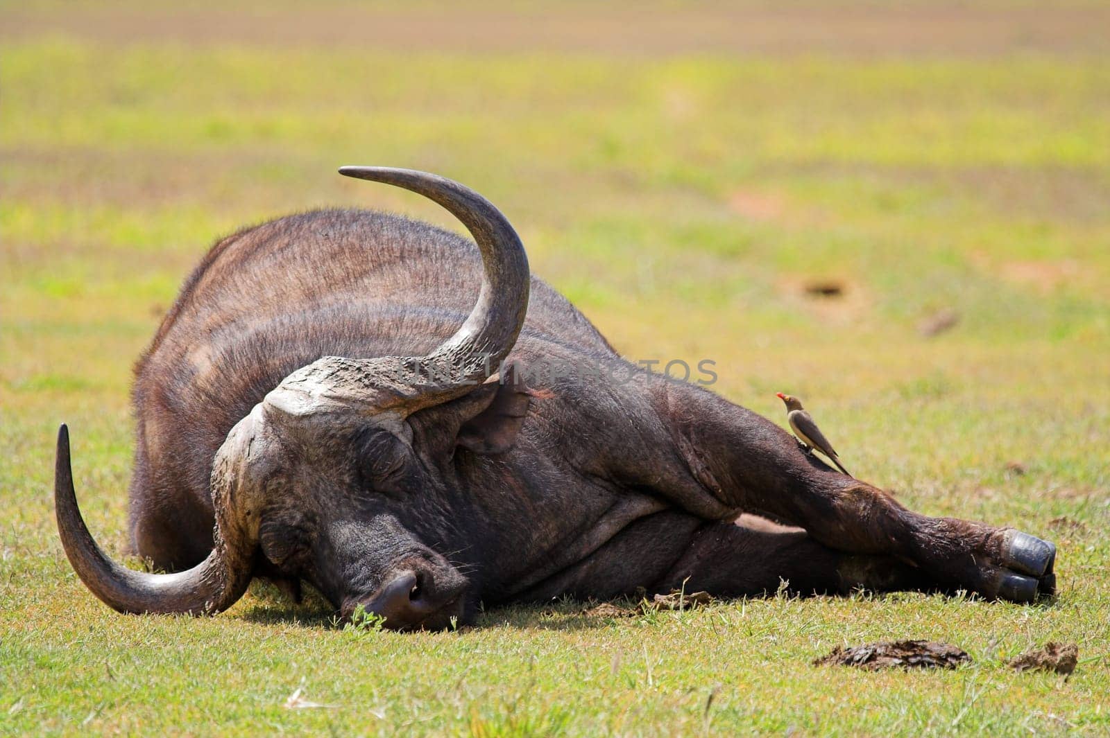 Cape Buffalo sleeping while being groomed by a red billed oxpecker