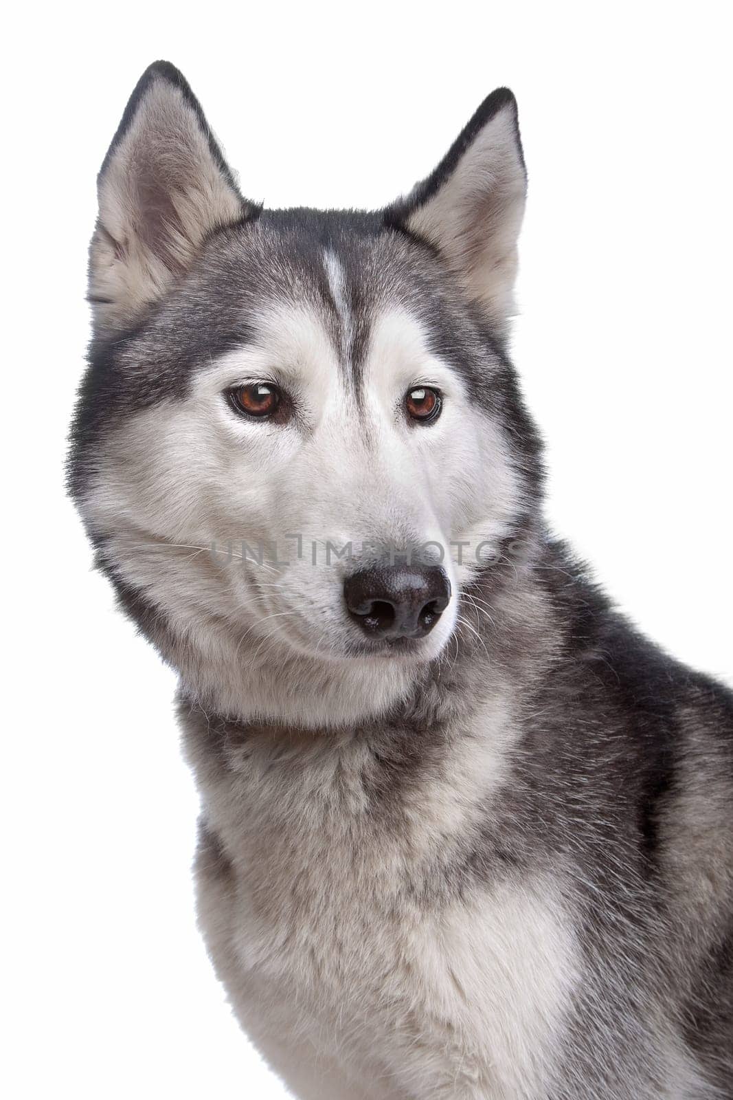 Siberian Husky in front of a white background