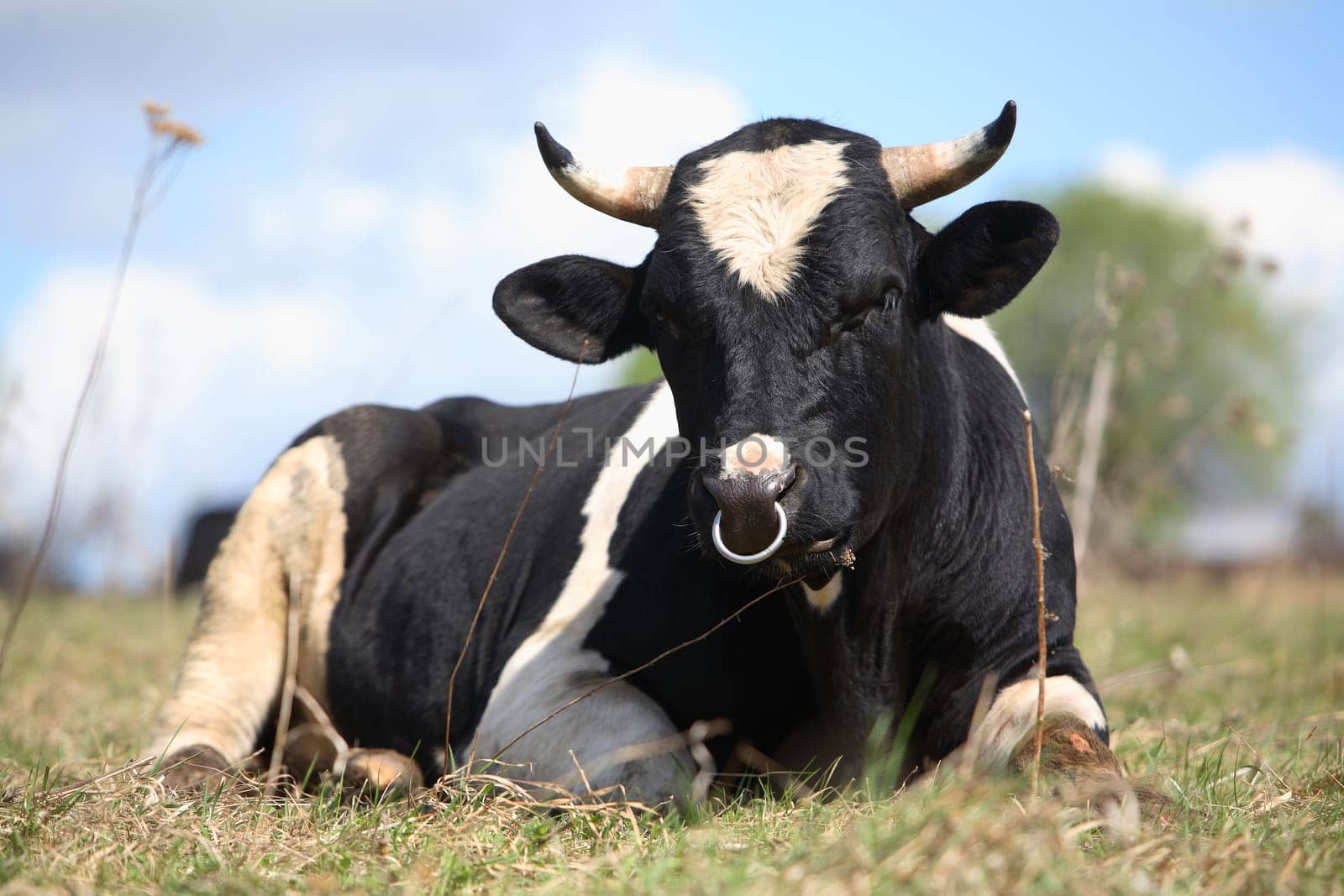 The bull lays on a grass and looks at us