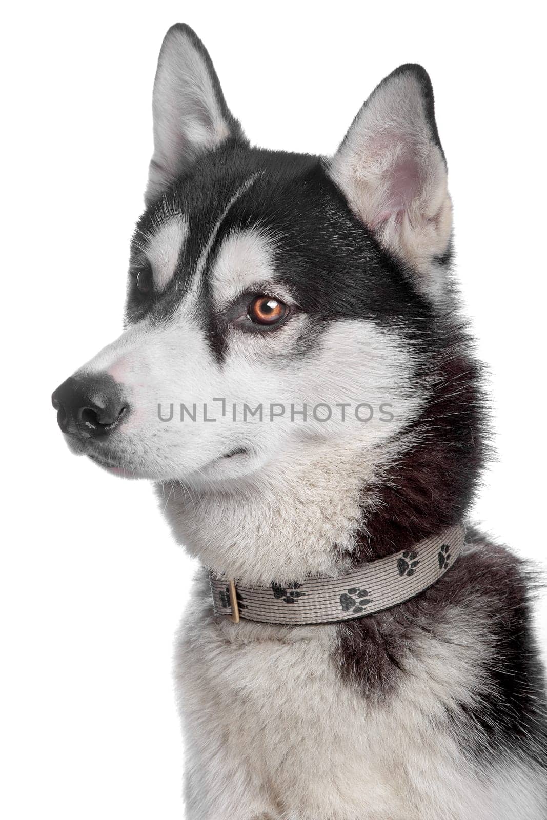Siberian Husky in front of a white background