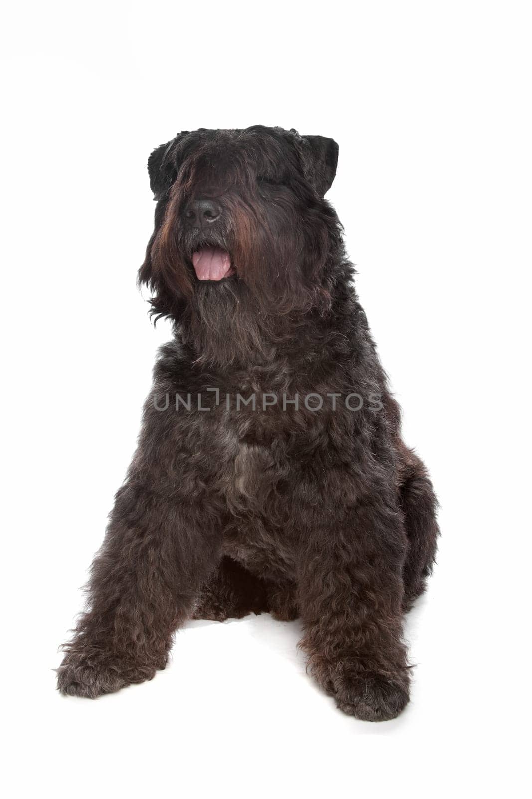 Bouvier des Flandres in front of a white background