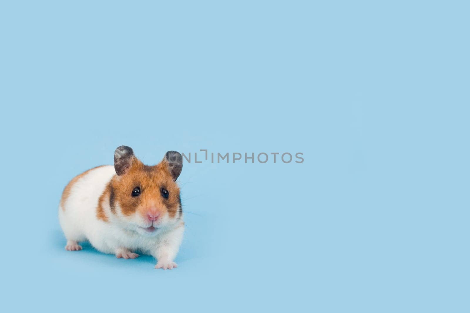 Cute hamster over pale blue background facing the viewer