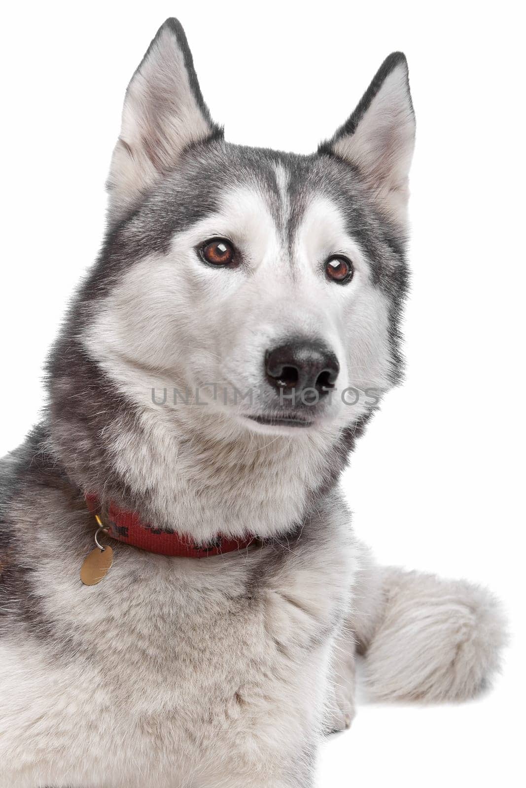 Siberian Husky in front of a white background