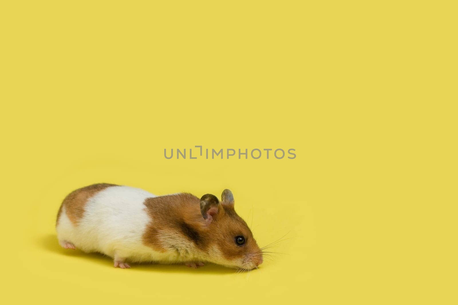 Cute hamster over yellow background, sniffing.
