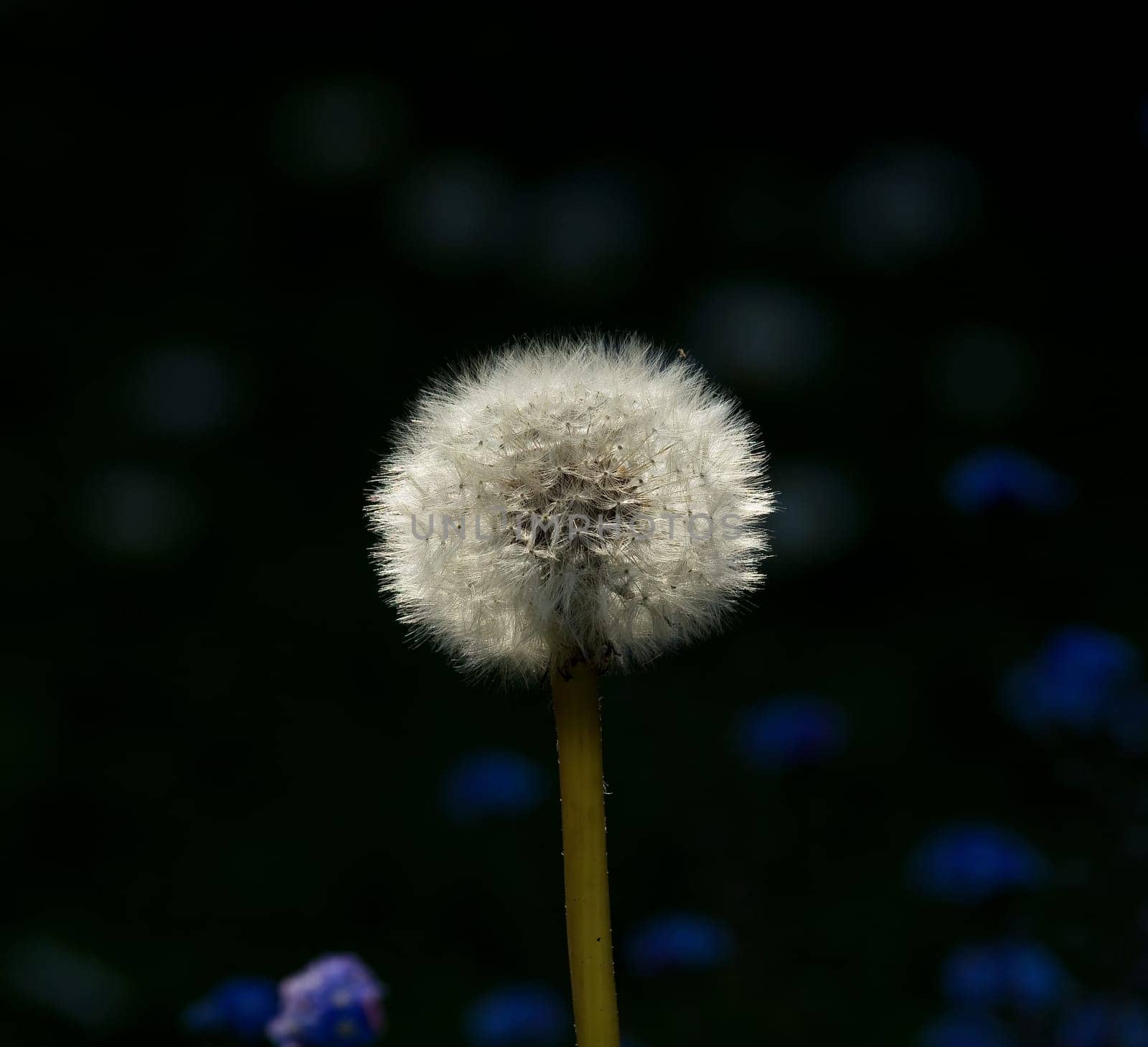 Dandelion and Forget-me-nots 2