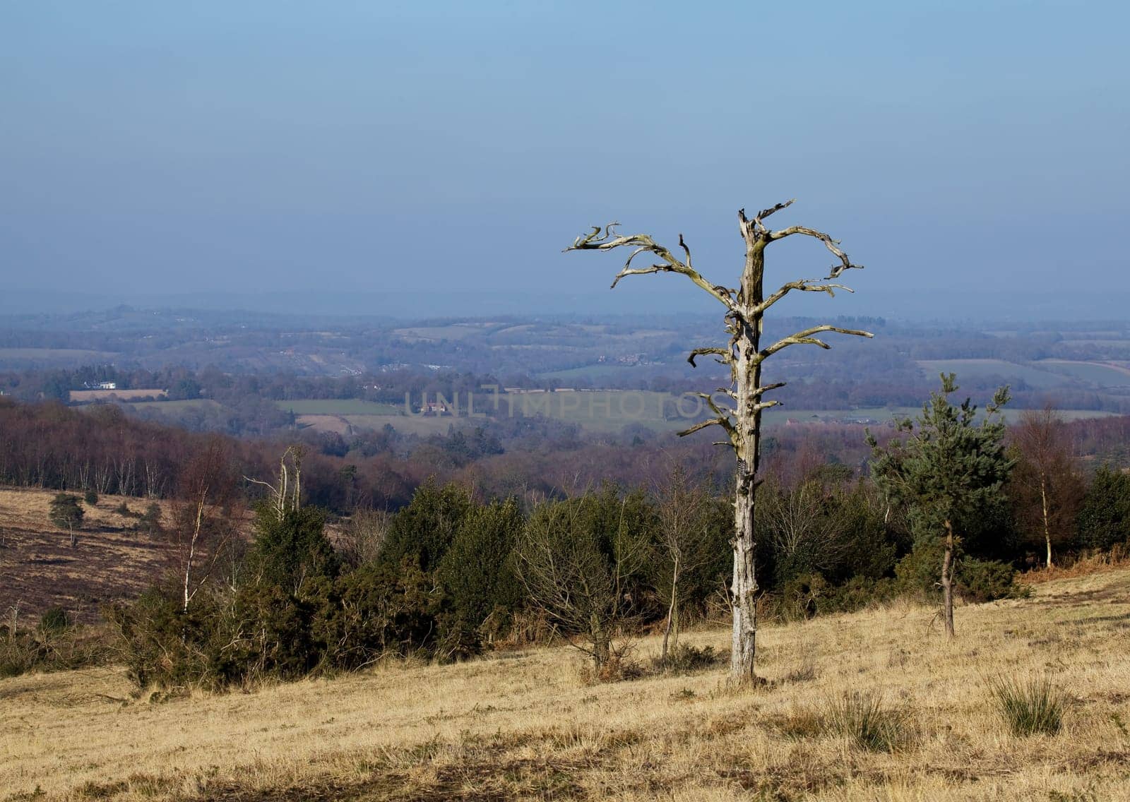 Lone Tree on Ashdown Forest