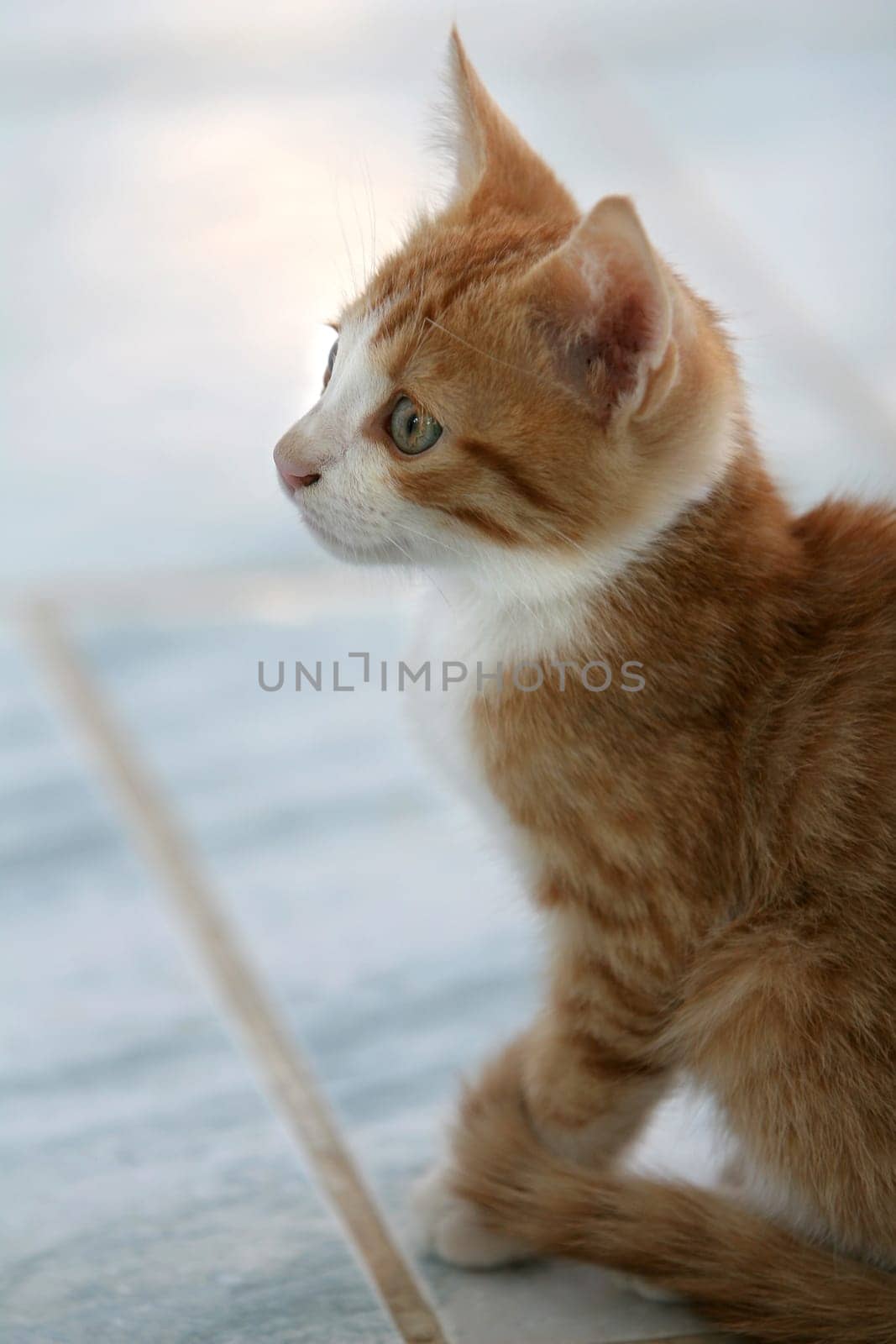 Cute little kitten sitting attentively