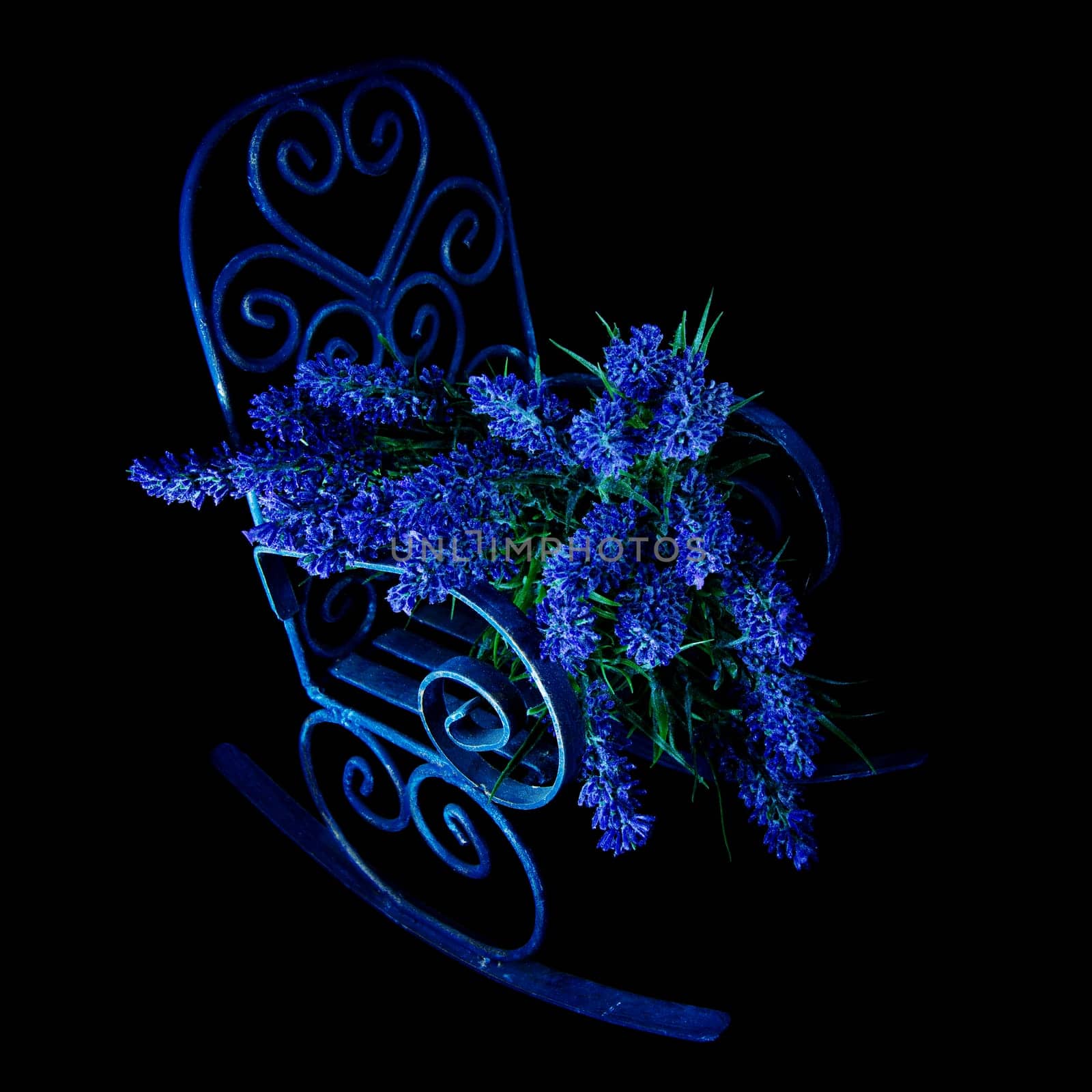 Lavender bouguet on metal chair isolated on black