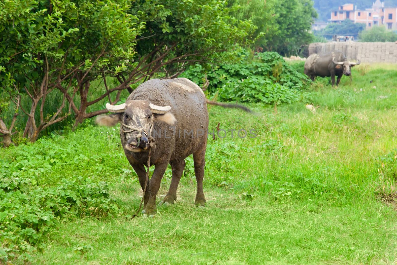 Domestic Asian water buffalo on a pasture in the southeastern China.