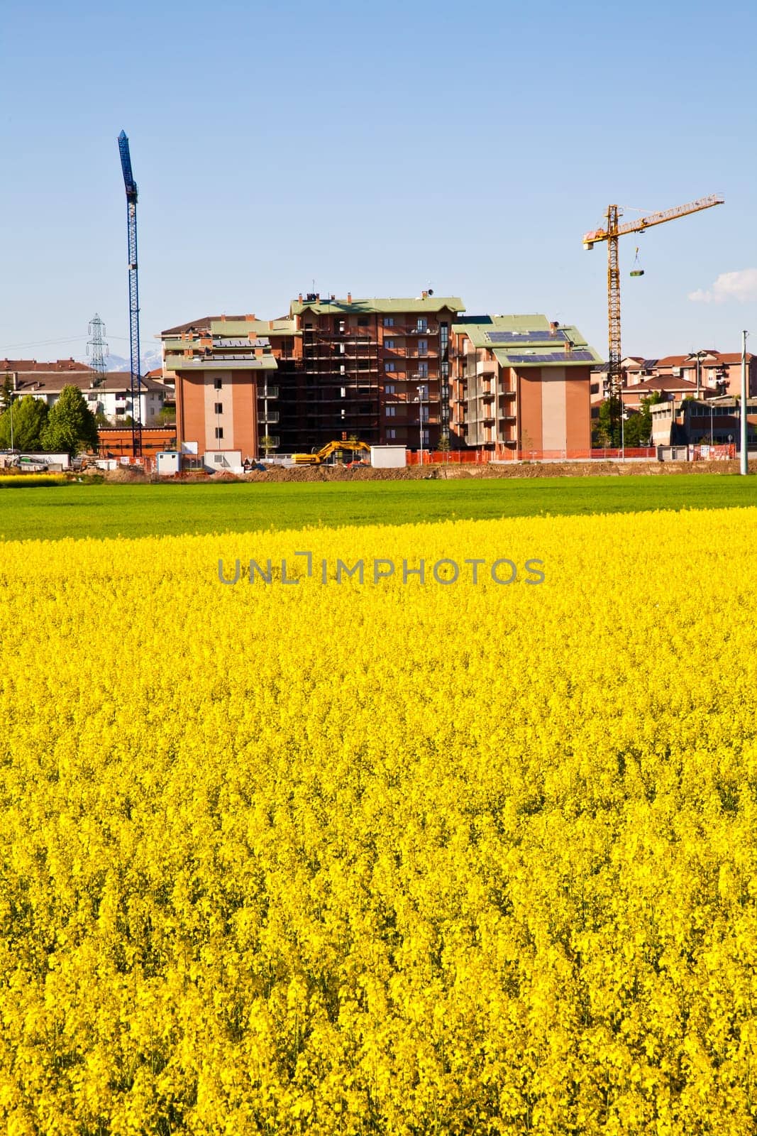Field of yellow flowers in spring season close to the border of the city