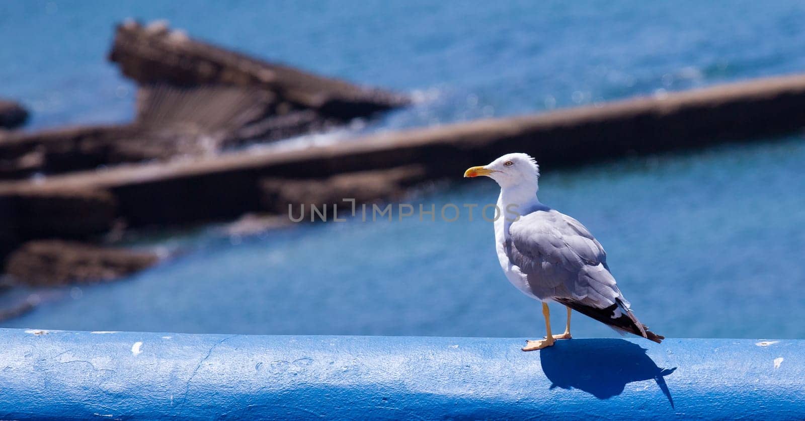 an  aquatic bird resting on a clean environment