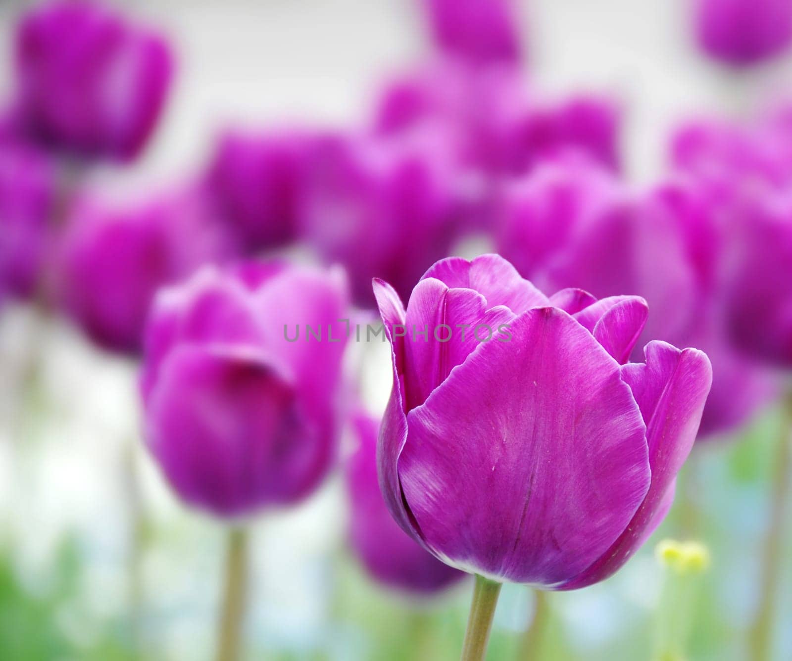 purple  tulips natural floral backgrounds outdoor