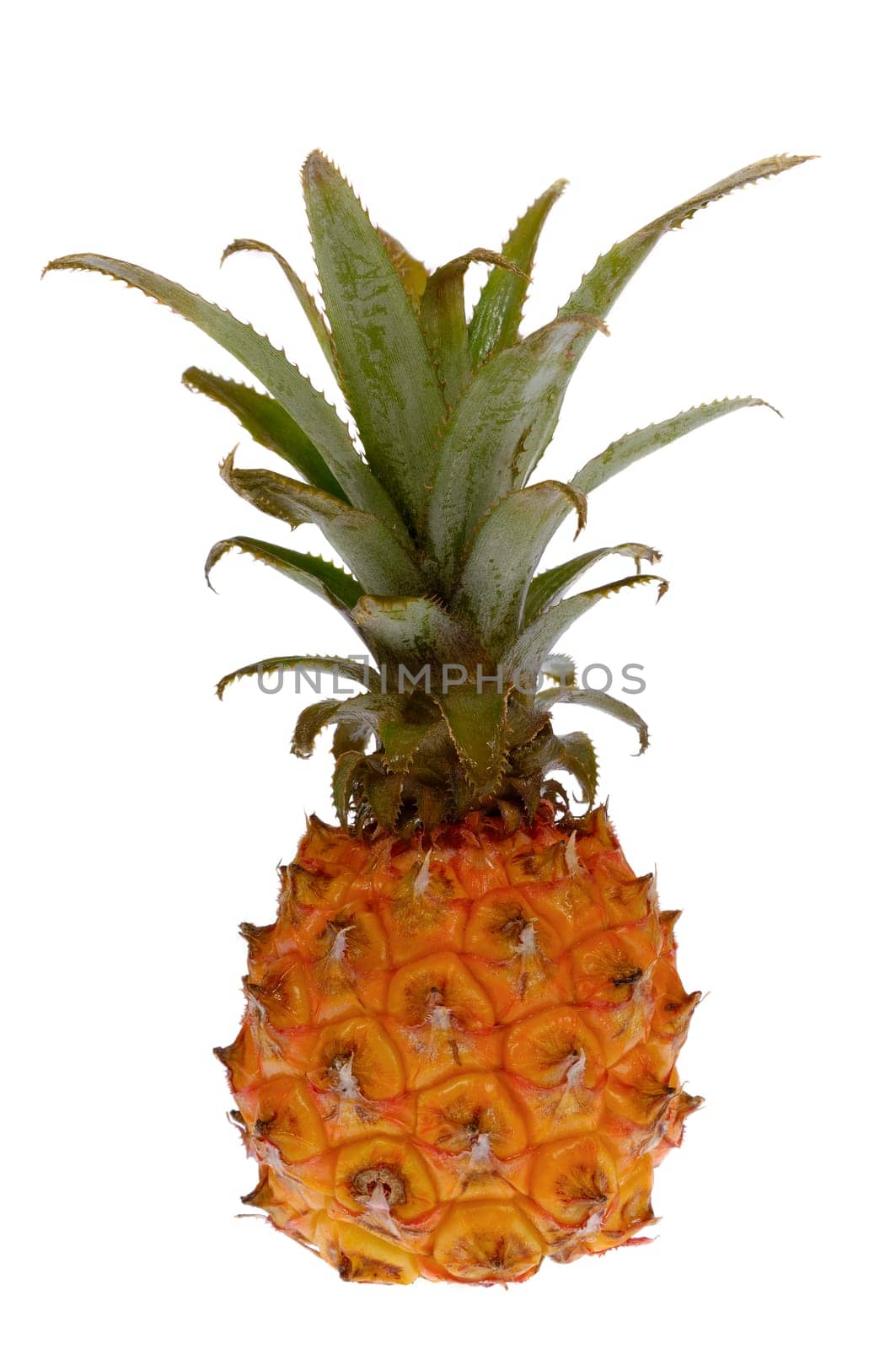 Pineapple fruit isolated on a clean white background