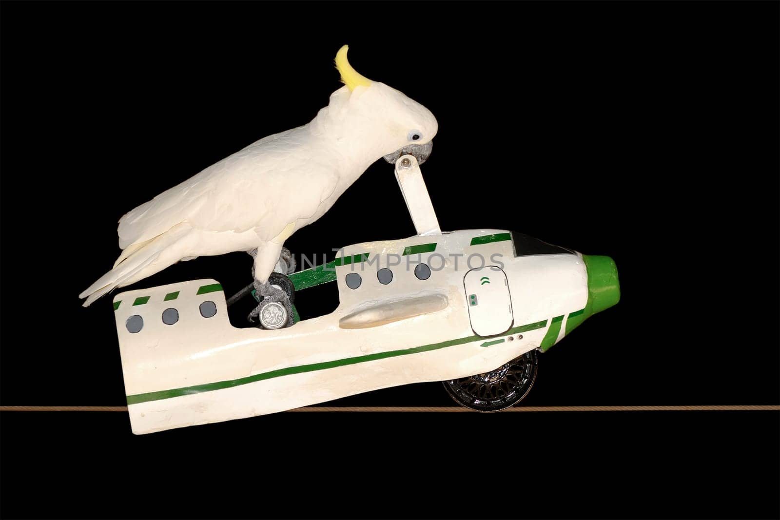 Parrot flying in plane. Black background.