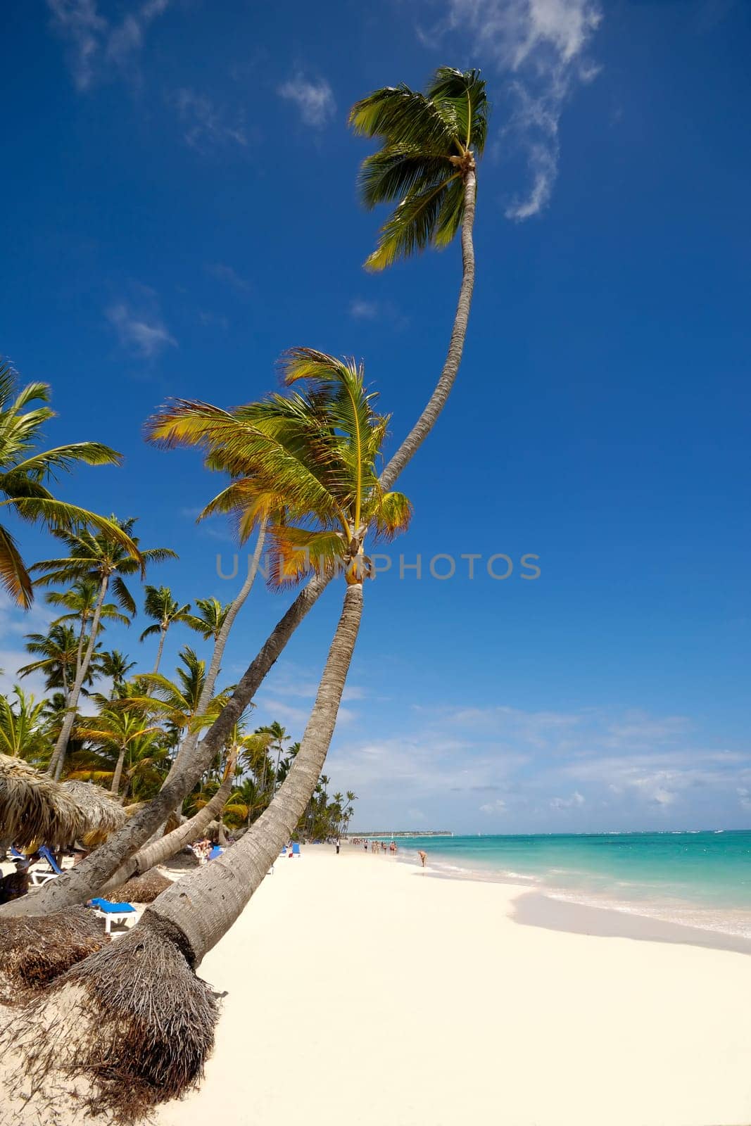 An exotic beach with palms a white sand. Dominican Republic.