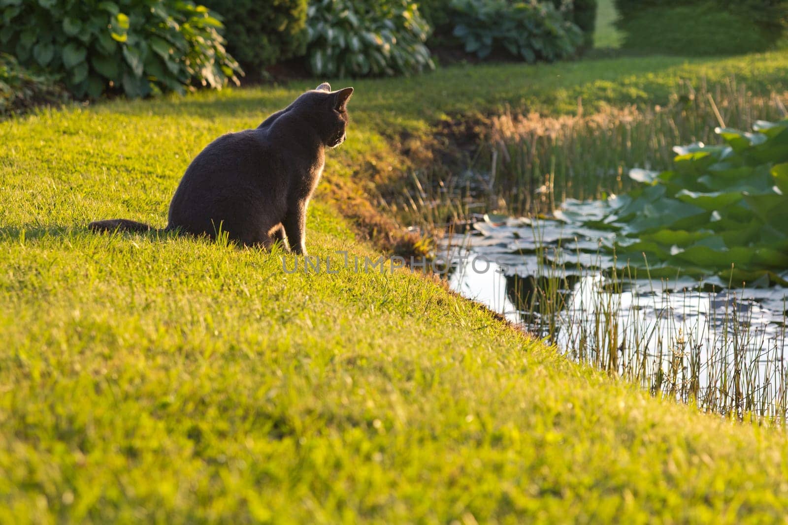 Cat on grass looking to the water.