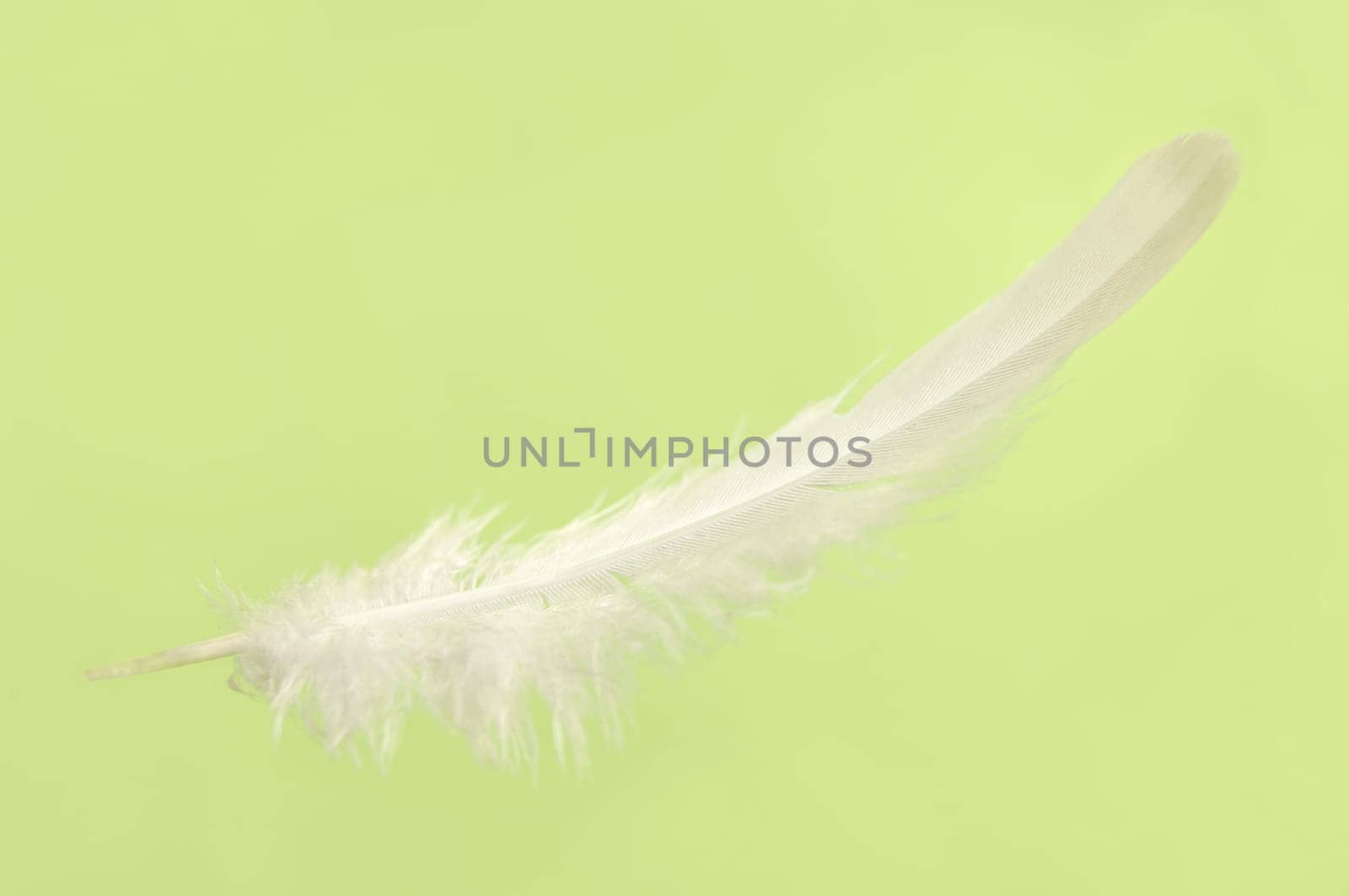 Falling white delicate bird feather close-up isolated over light green background