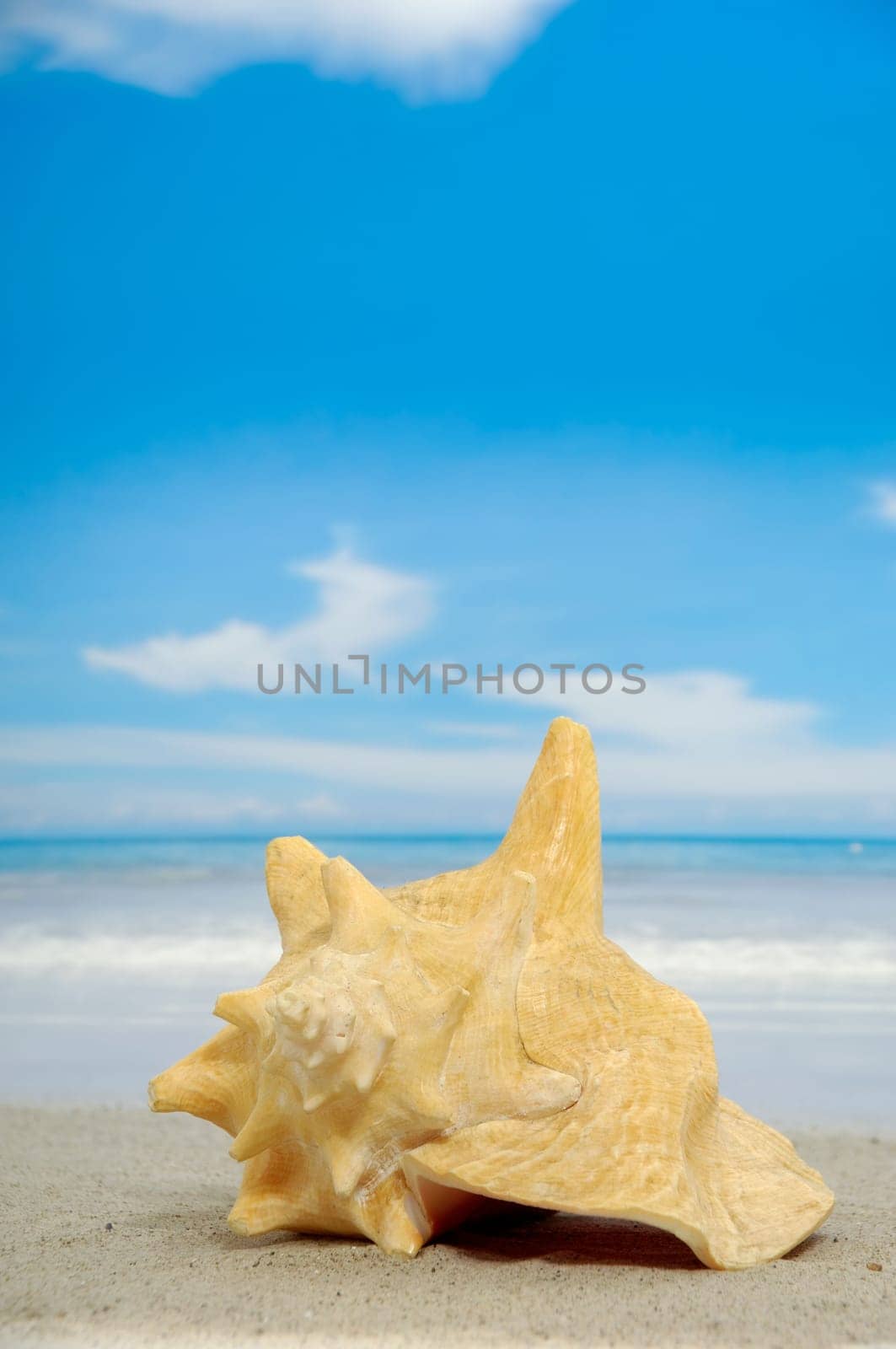 Conch on an exotic beach with the sea in the background.