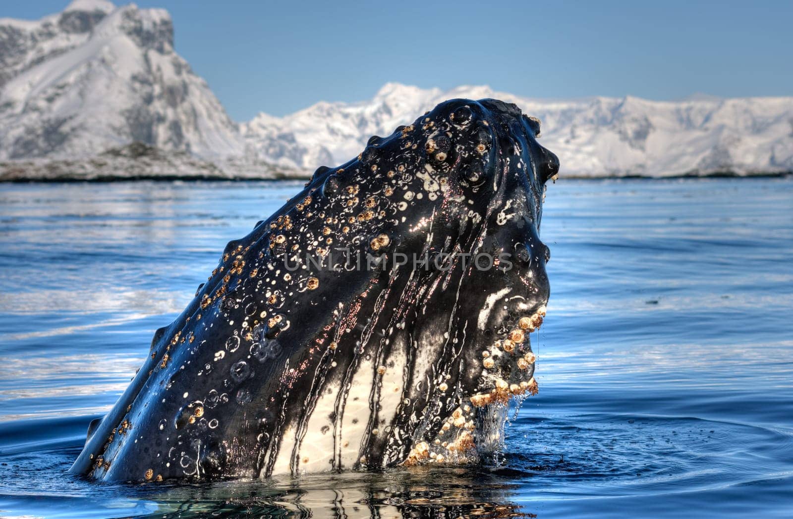 whale close to iceberg in Antarctica