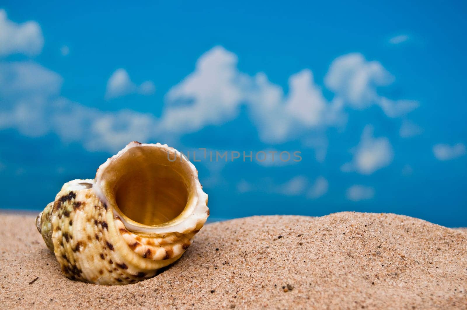Single sea shell on beach with blue sky.