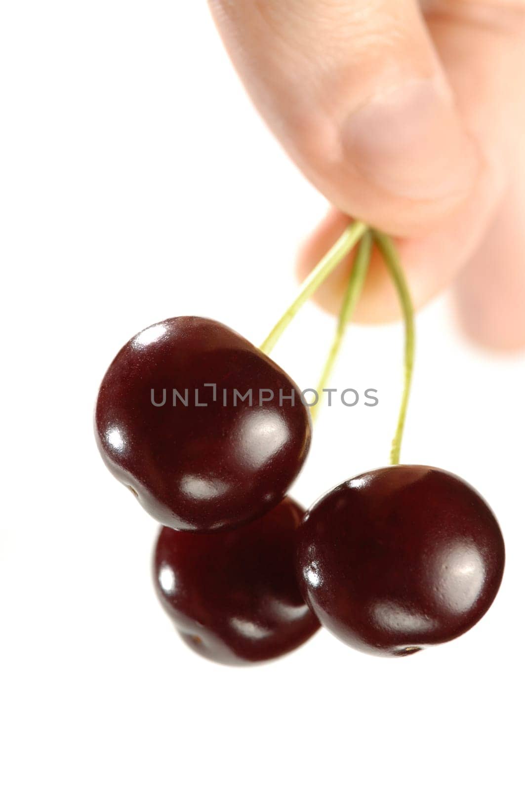 Three cherries in a hand close-up Isolated on white background