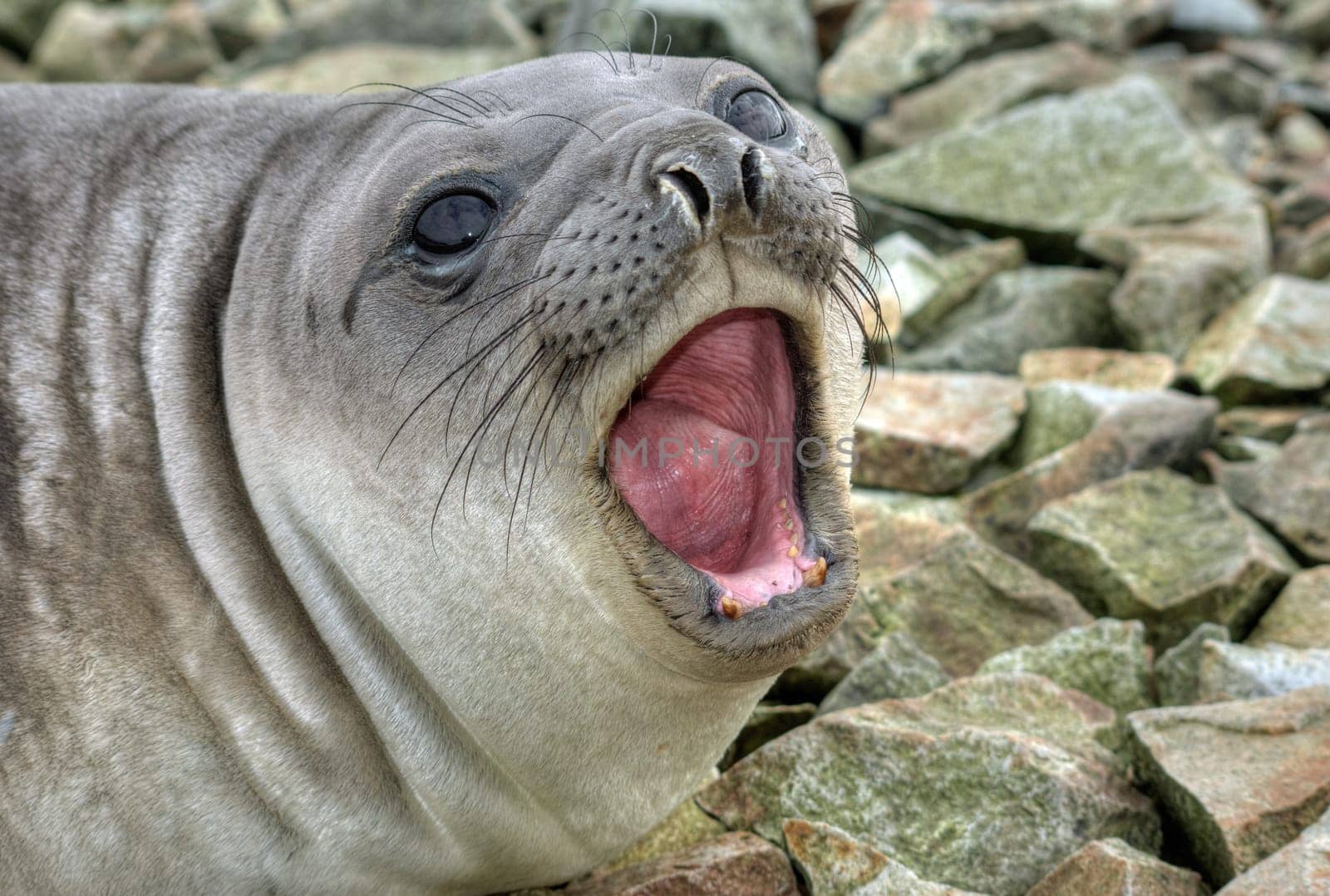 southern elephant seal shouts