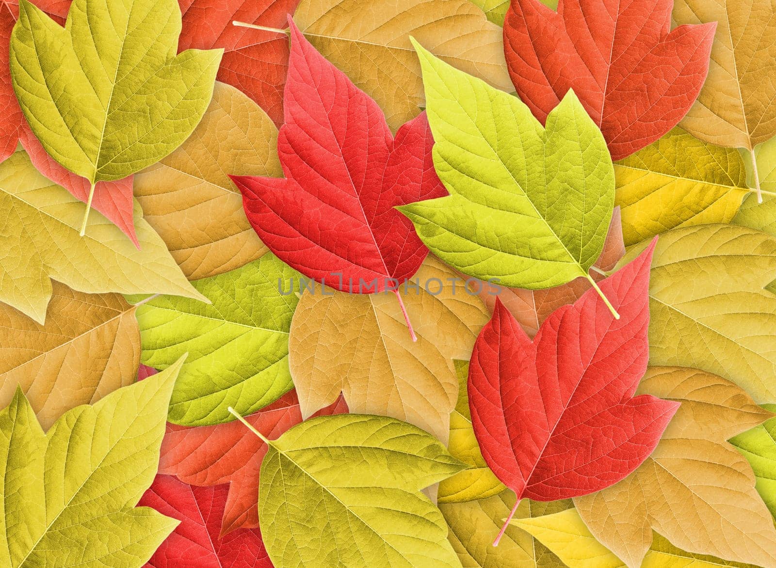 Abstract Colorful Nature Background with Group of Autumn Leafs.Close-up. Studio photography.