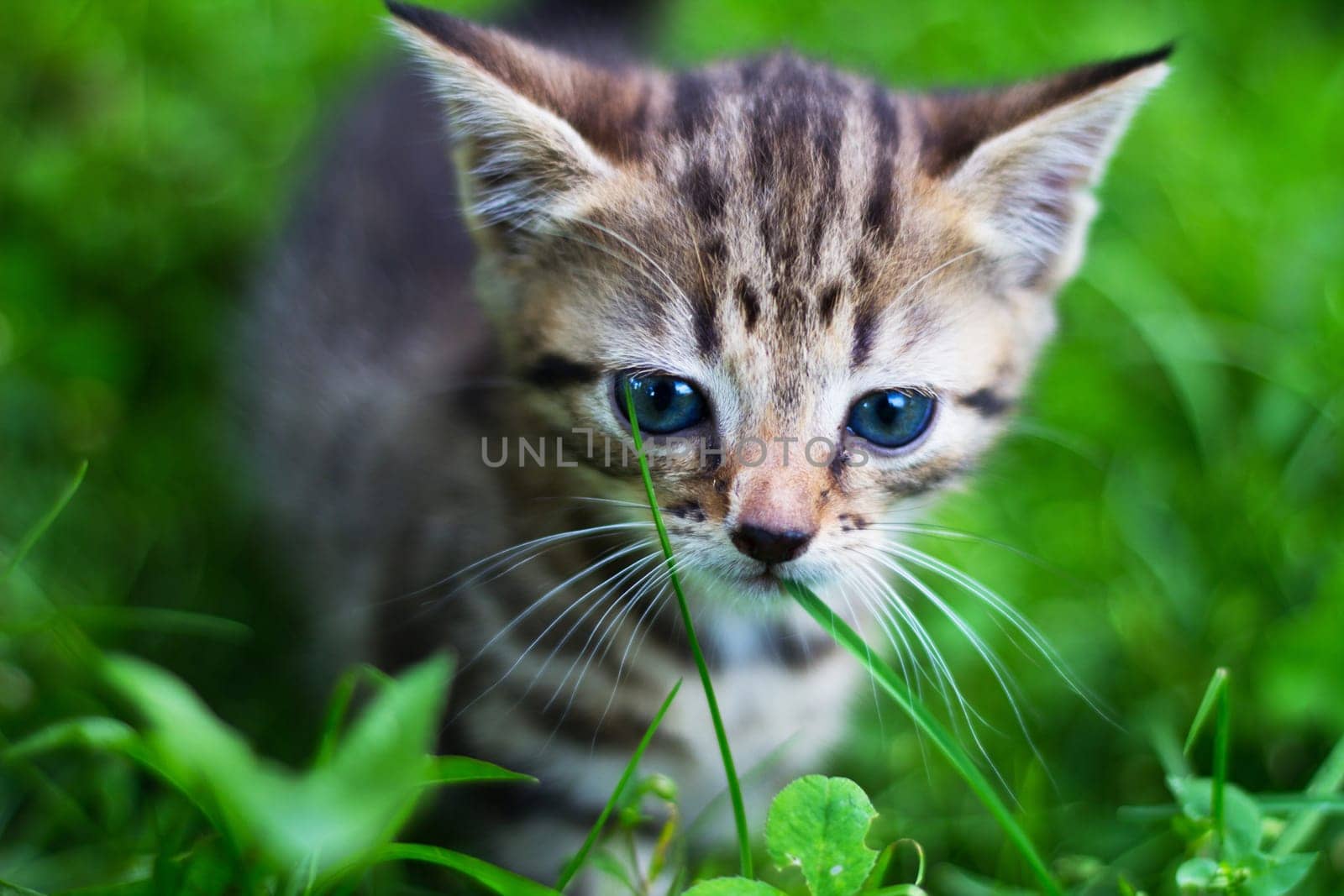 Kitty looking down in front of grass.